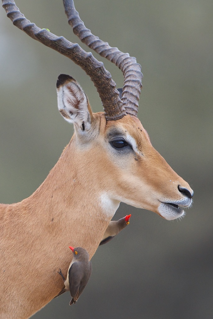 Impala with Two Oxpeckers