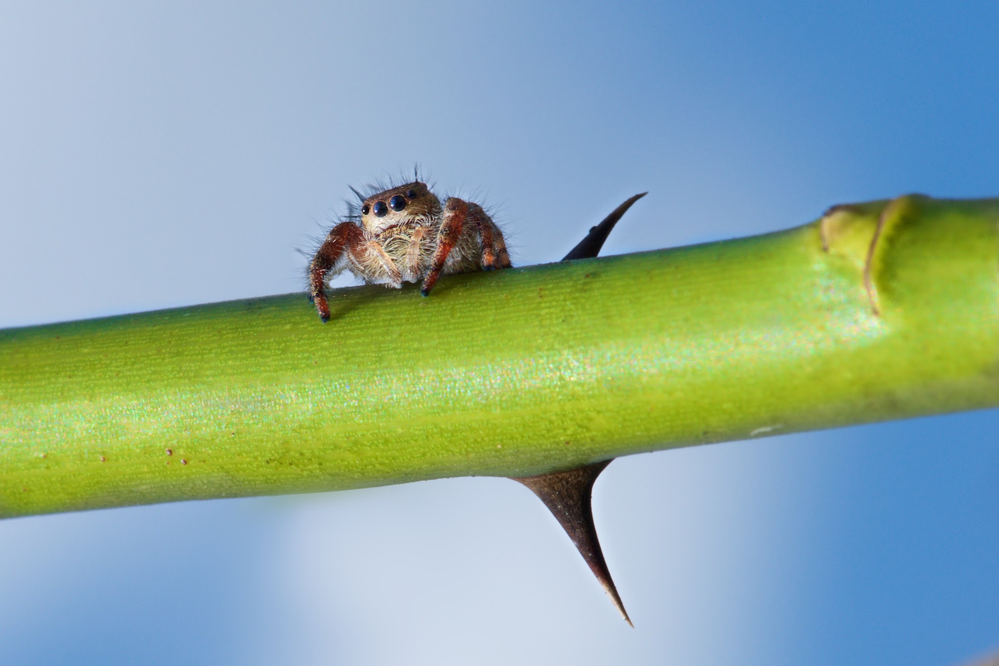Jumping Spider and Thorns