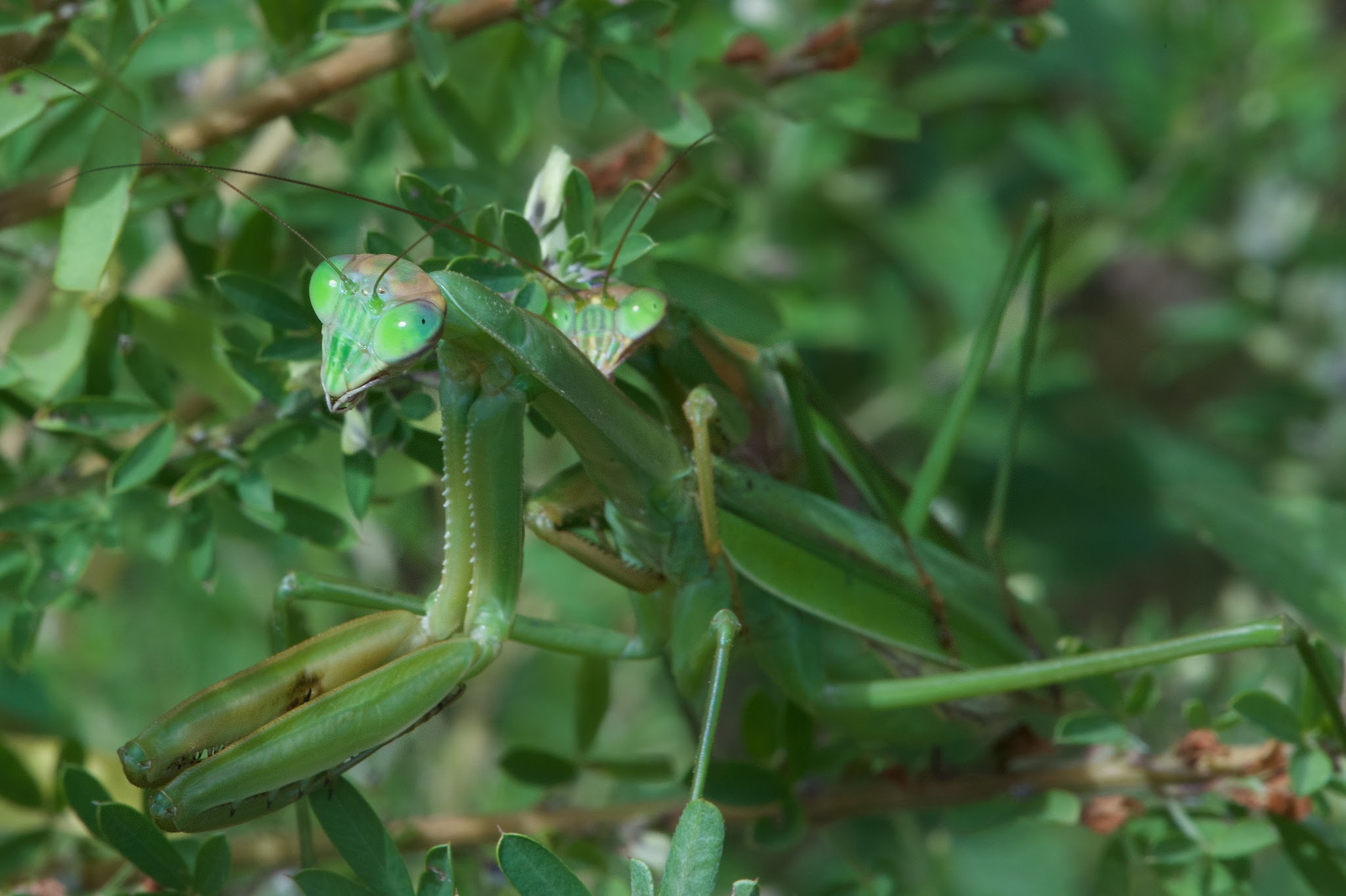 Praying Mantis Nookie Nookie