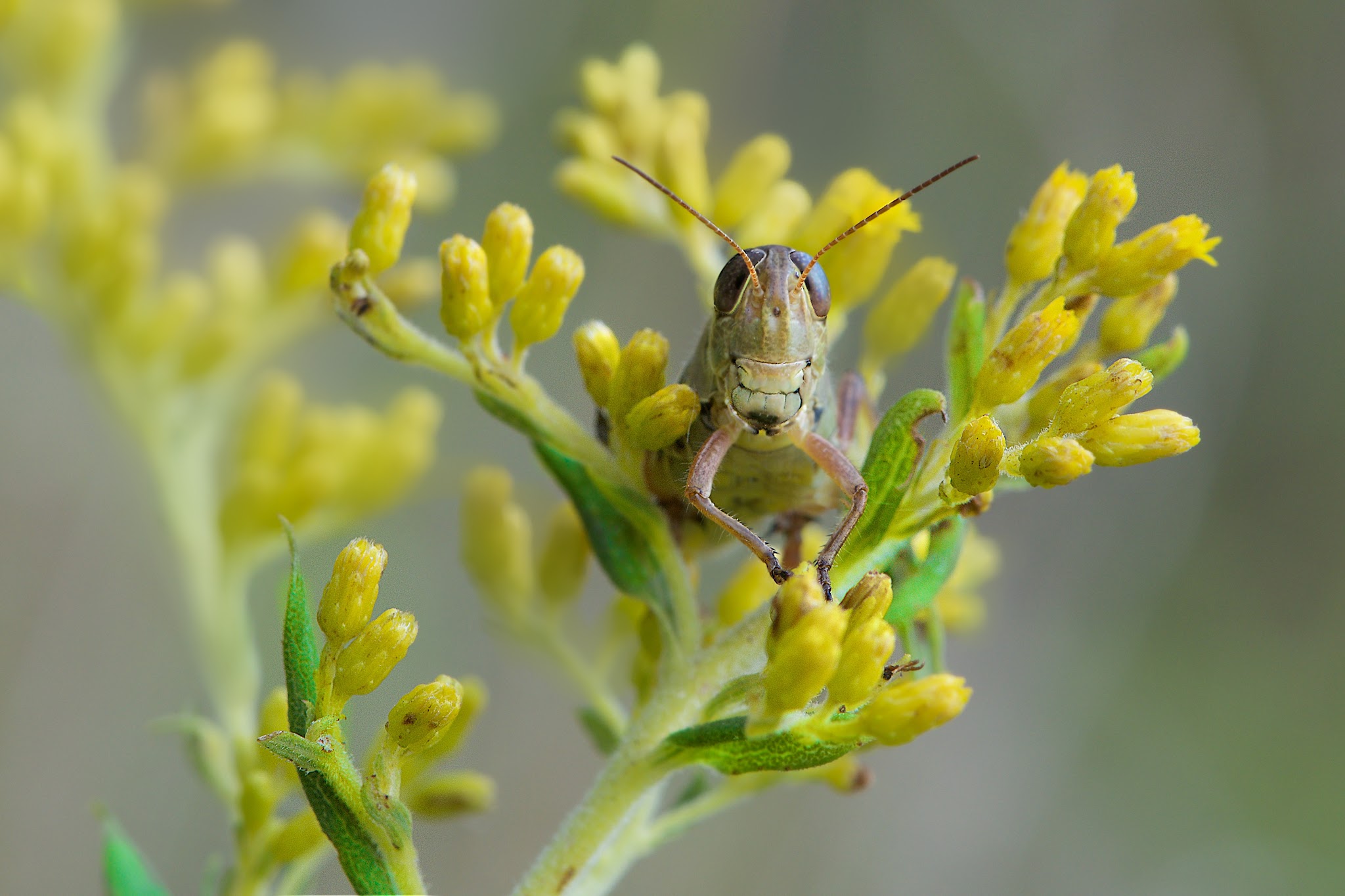 Say Cheese (Click Grasshopper to see those pearly whites)