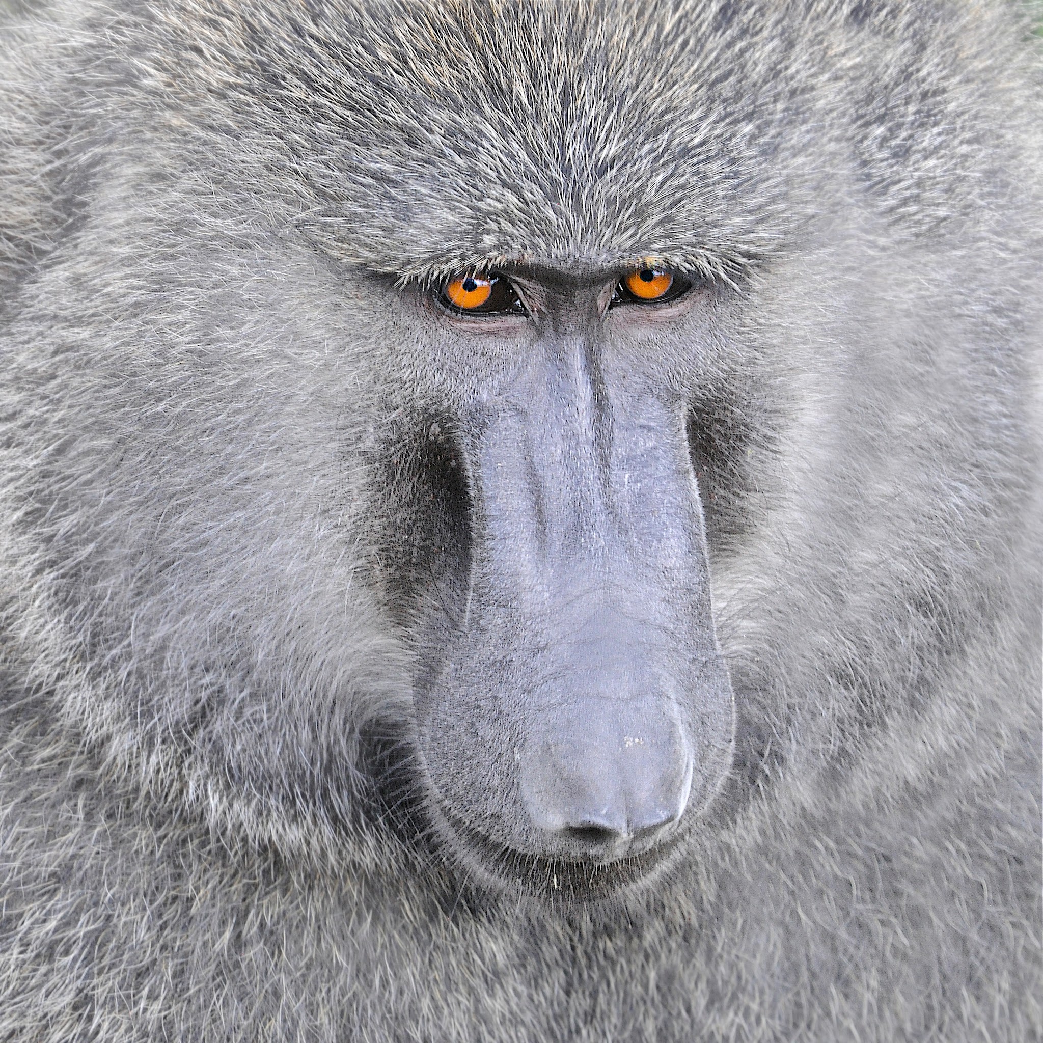 The Baboon by Yumiko Kono