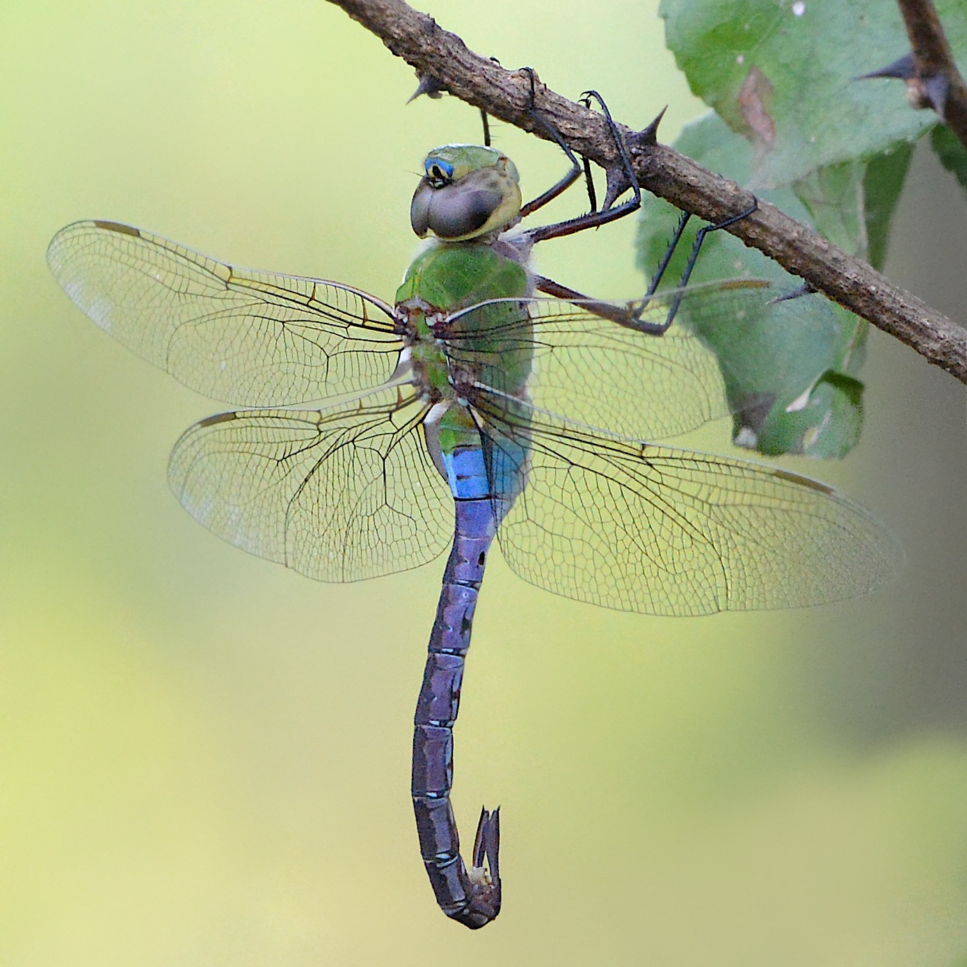 The Green Darner in Valley Forge Today
