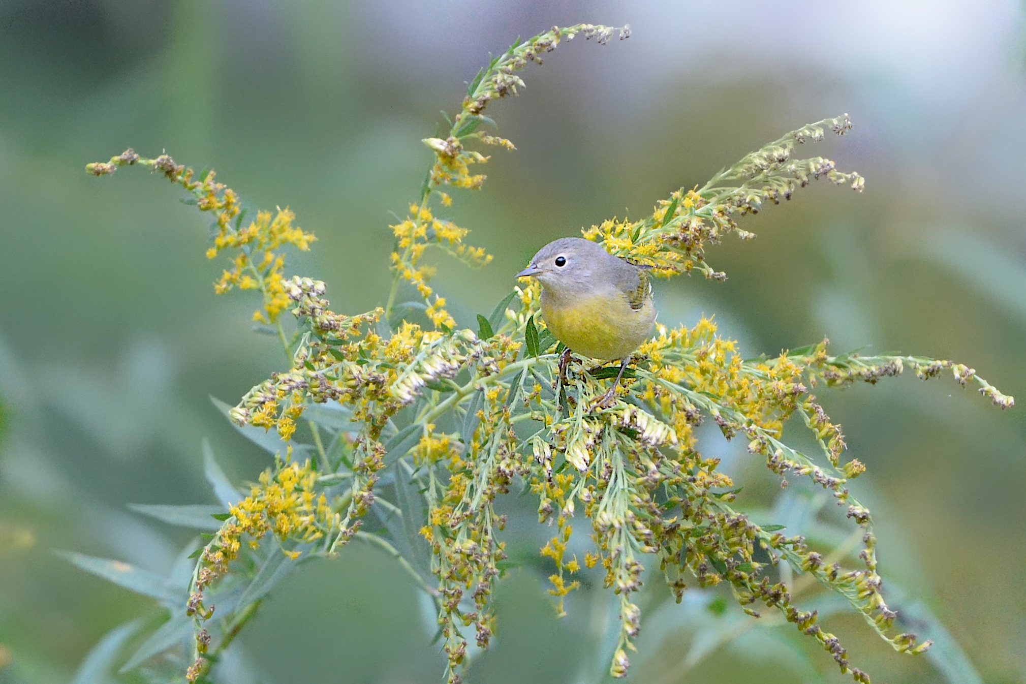 Nashville Warbler at Eastern College Pond Today