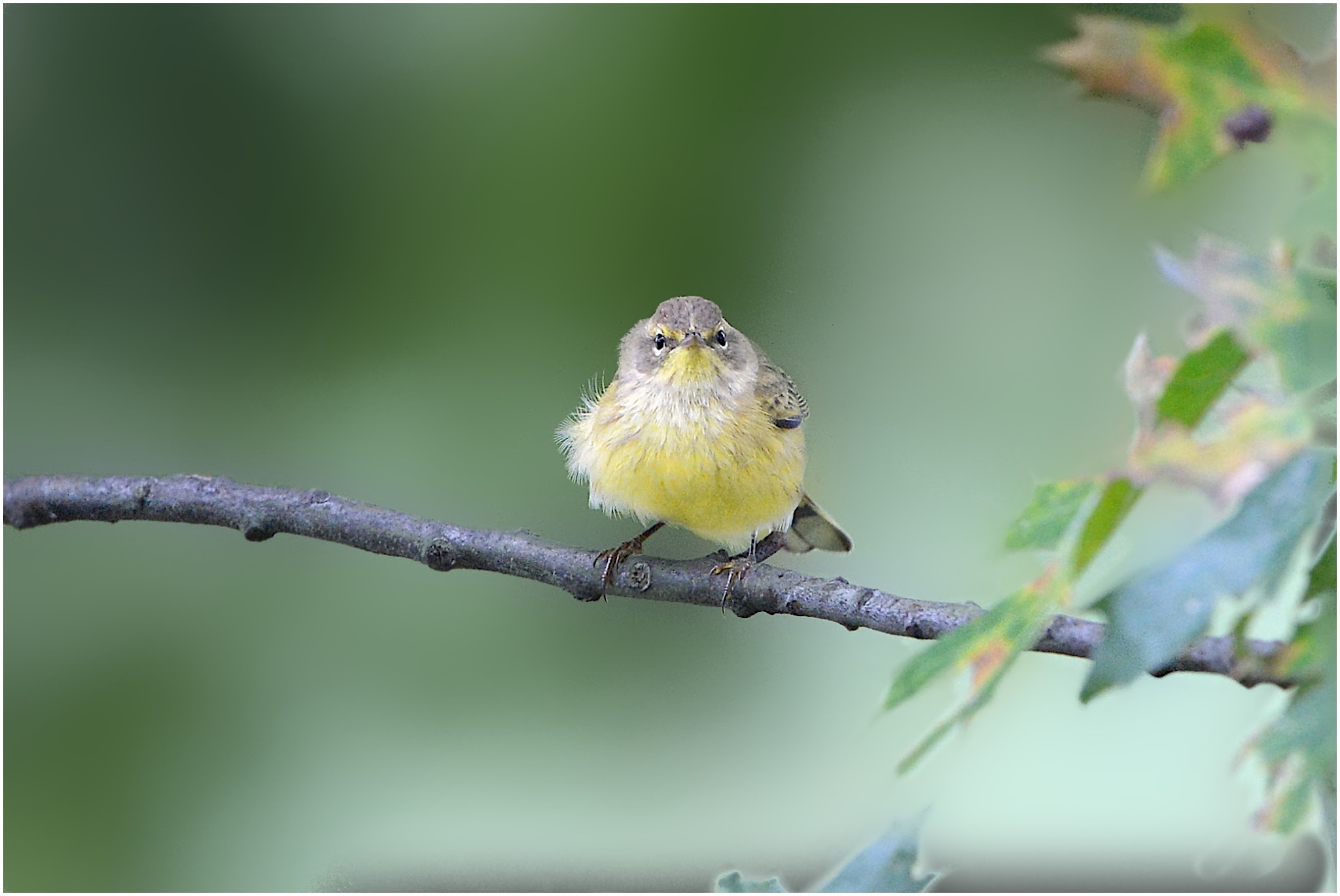 Wind Blown Palm Warbler