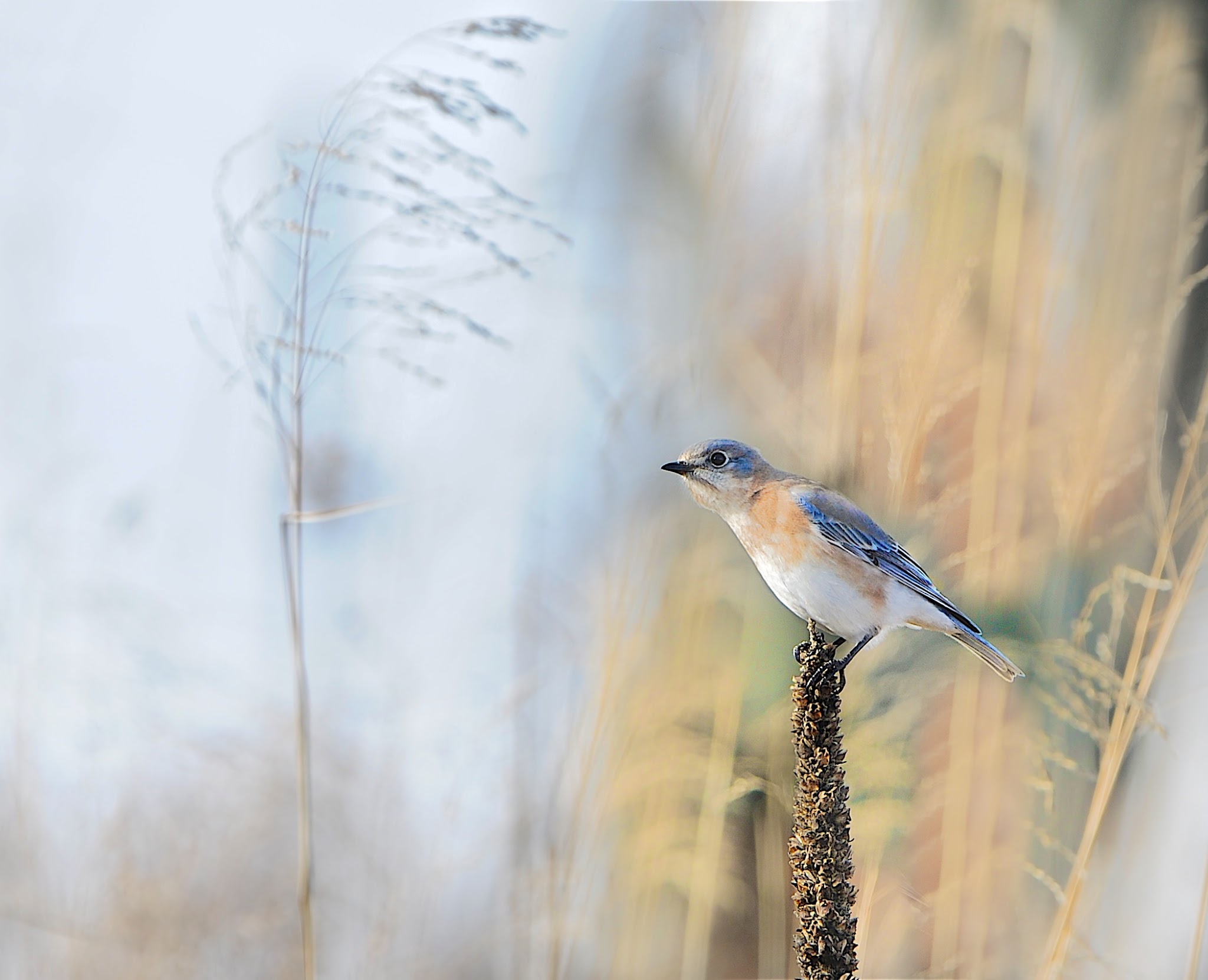 Little Bluebird in Valley Forge Today