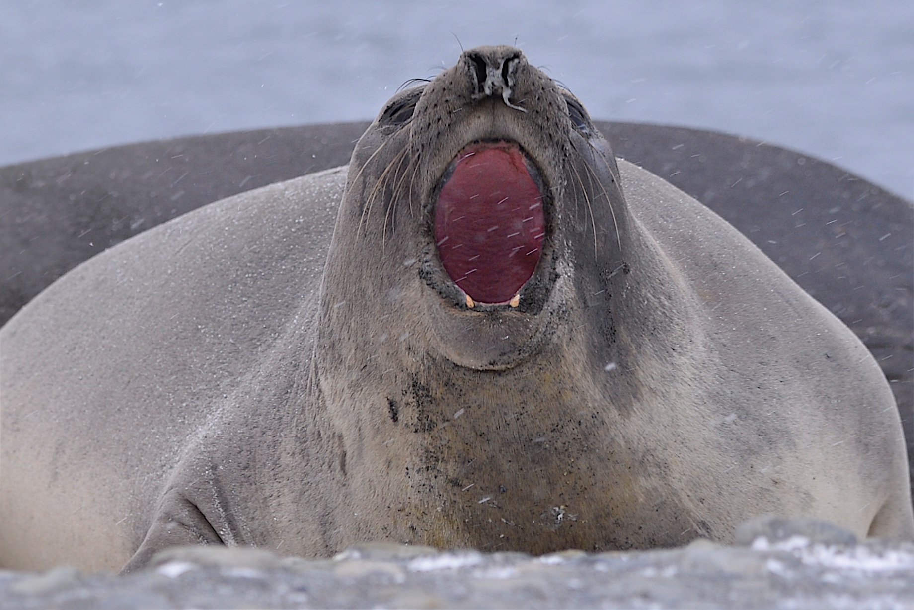 Catching Snow Flakes
