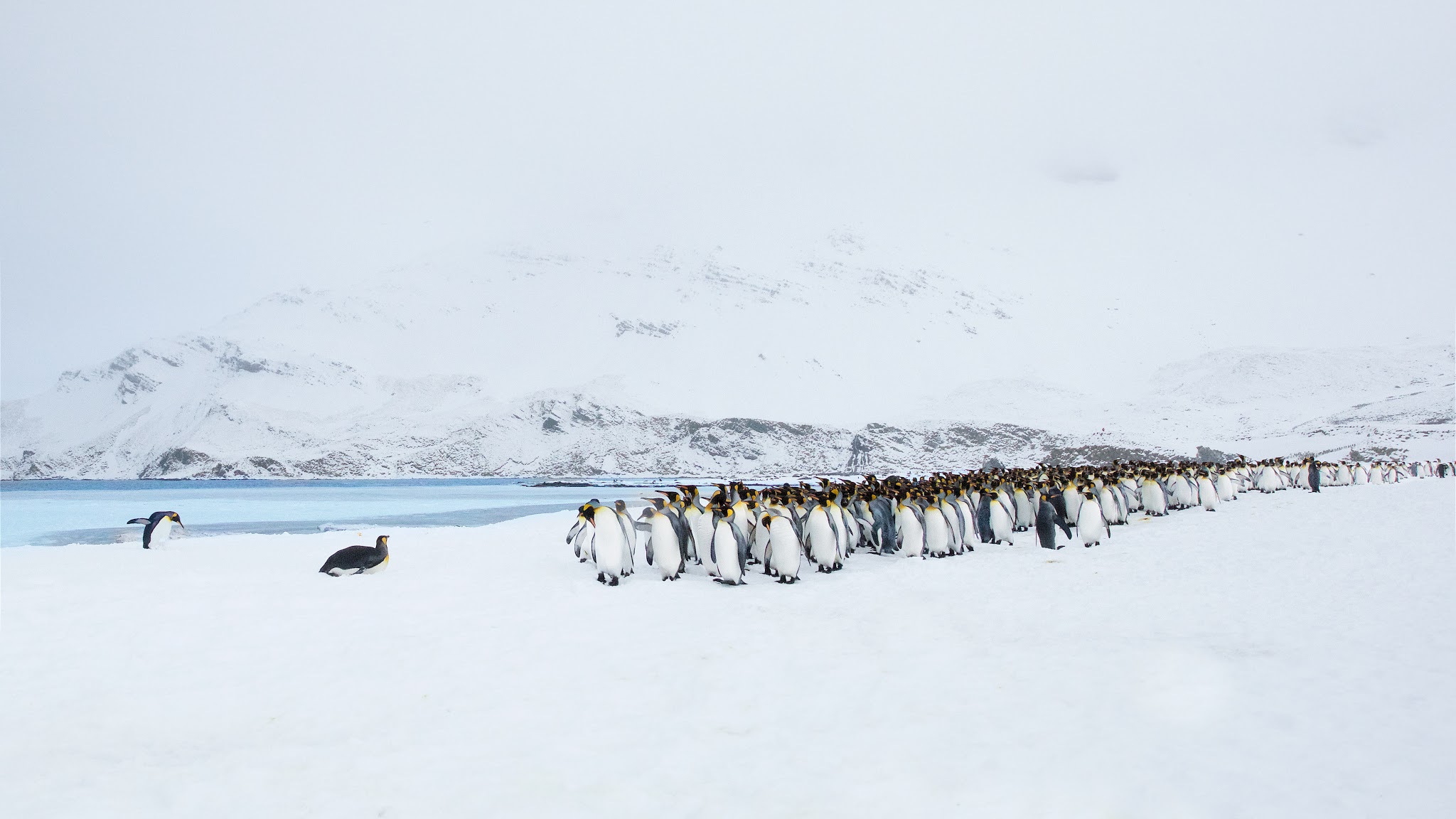 King Penguins After the Snow