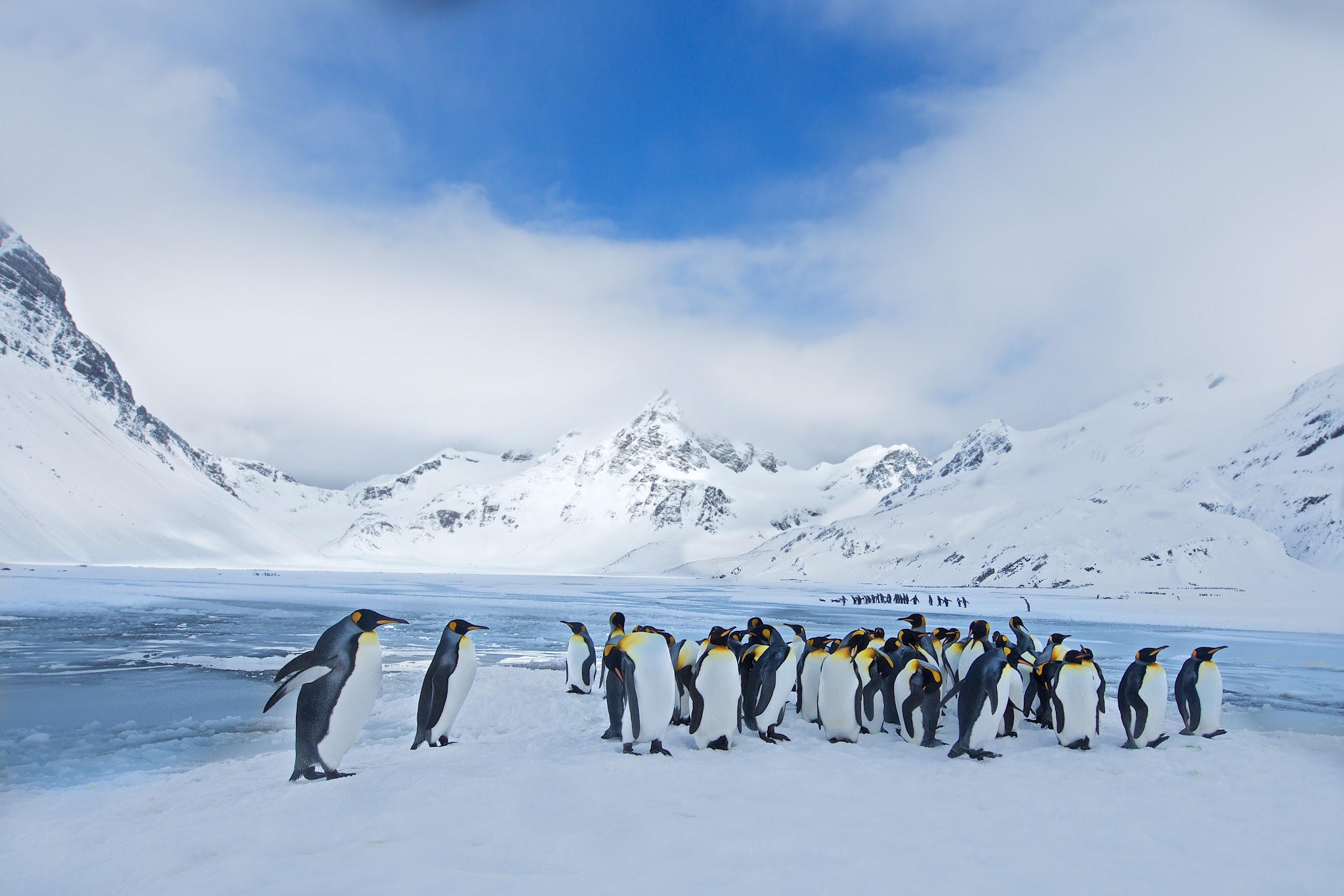 King Penguins at Right Whale Bay on South Georgia Island in the Southern Ocean