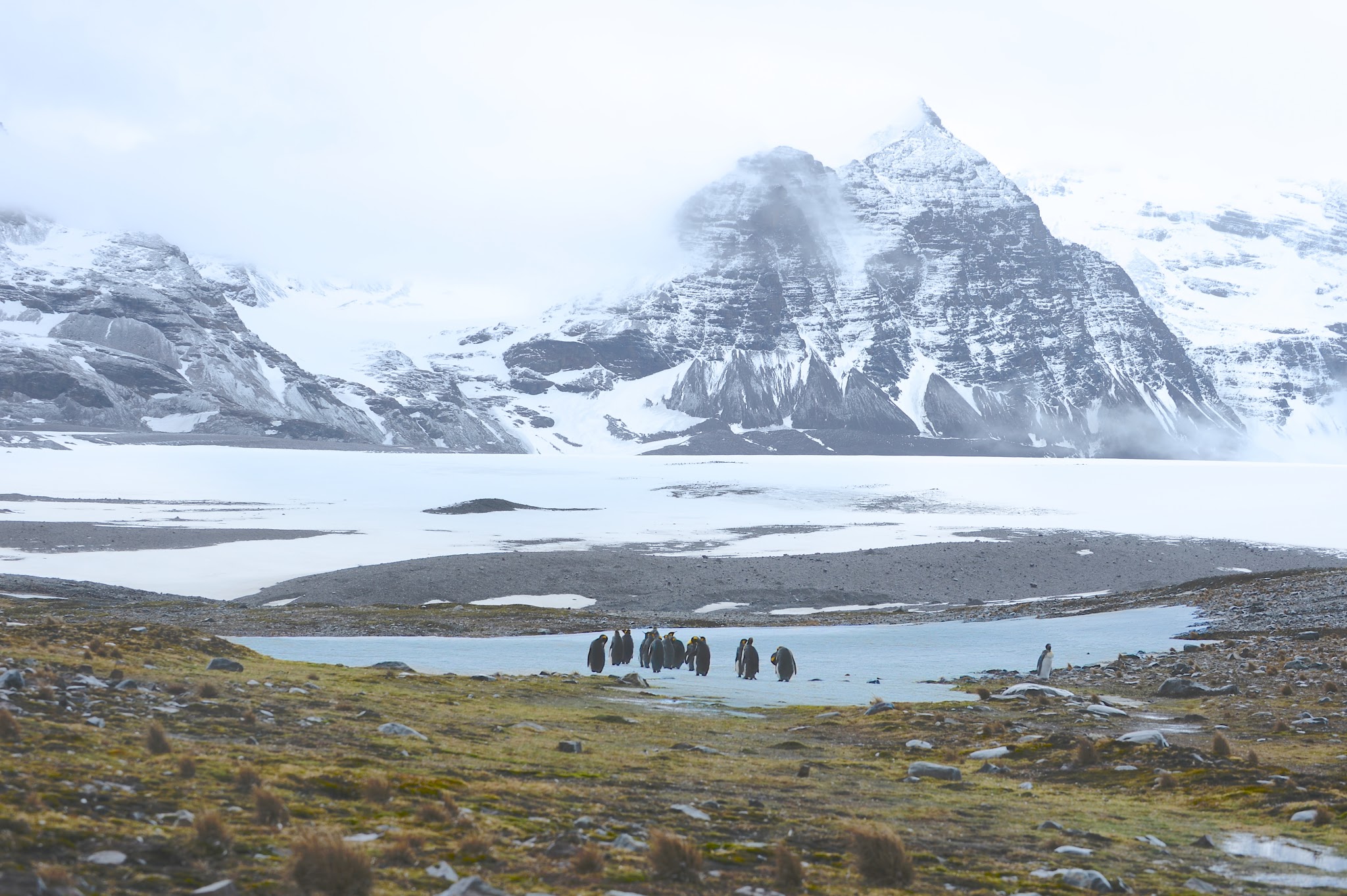 Penguins on Salisbury Plain, South Georgia