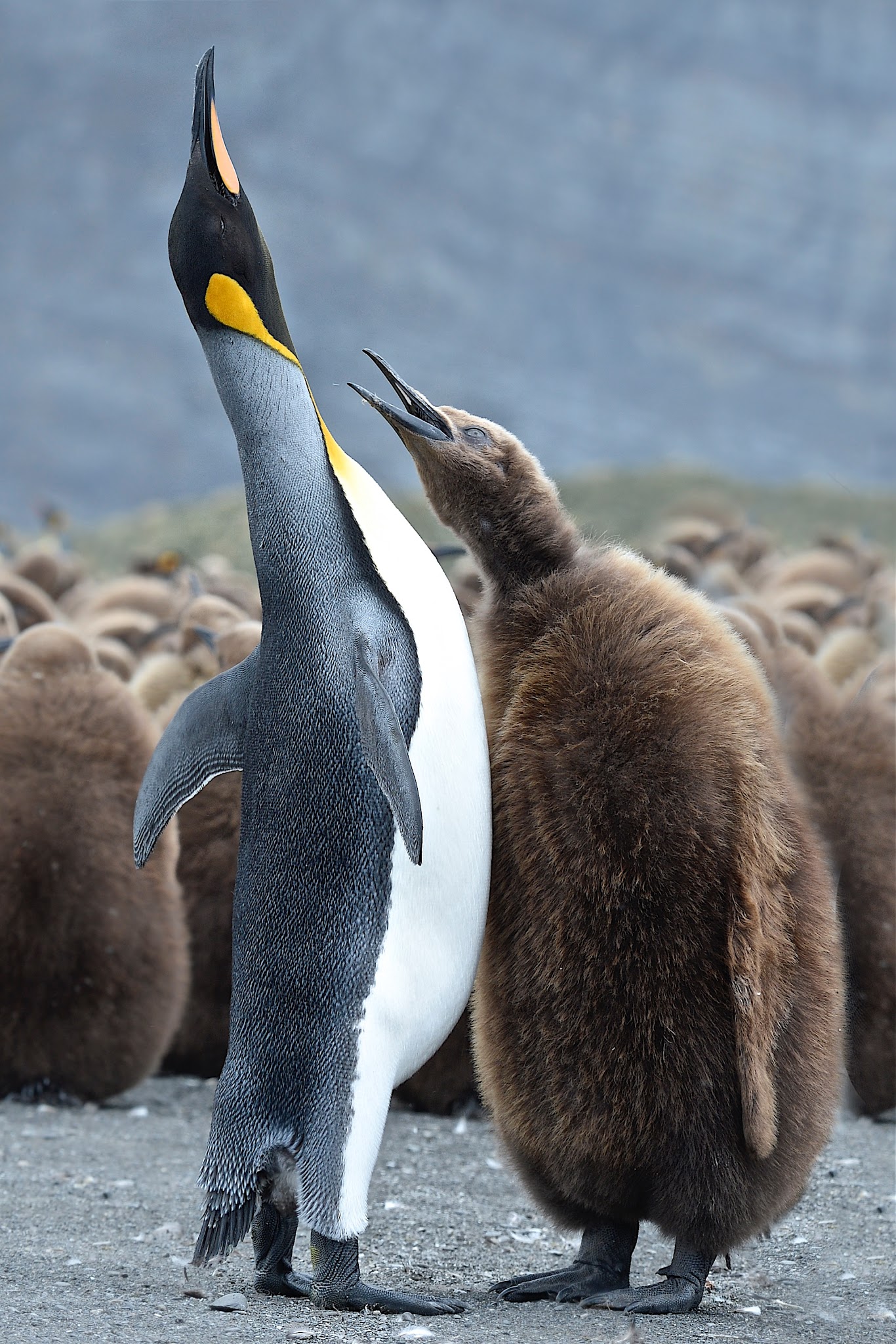 “Mom, It’s Thanksgiving. PLEASE!!!”