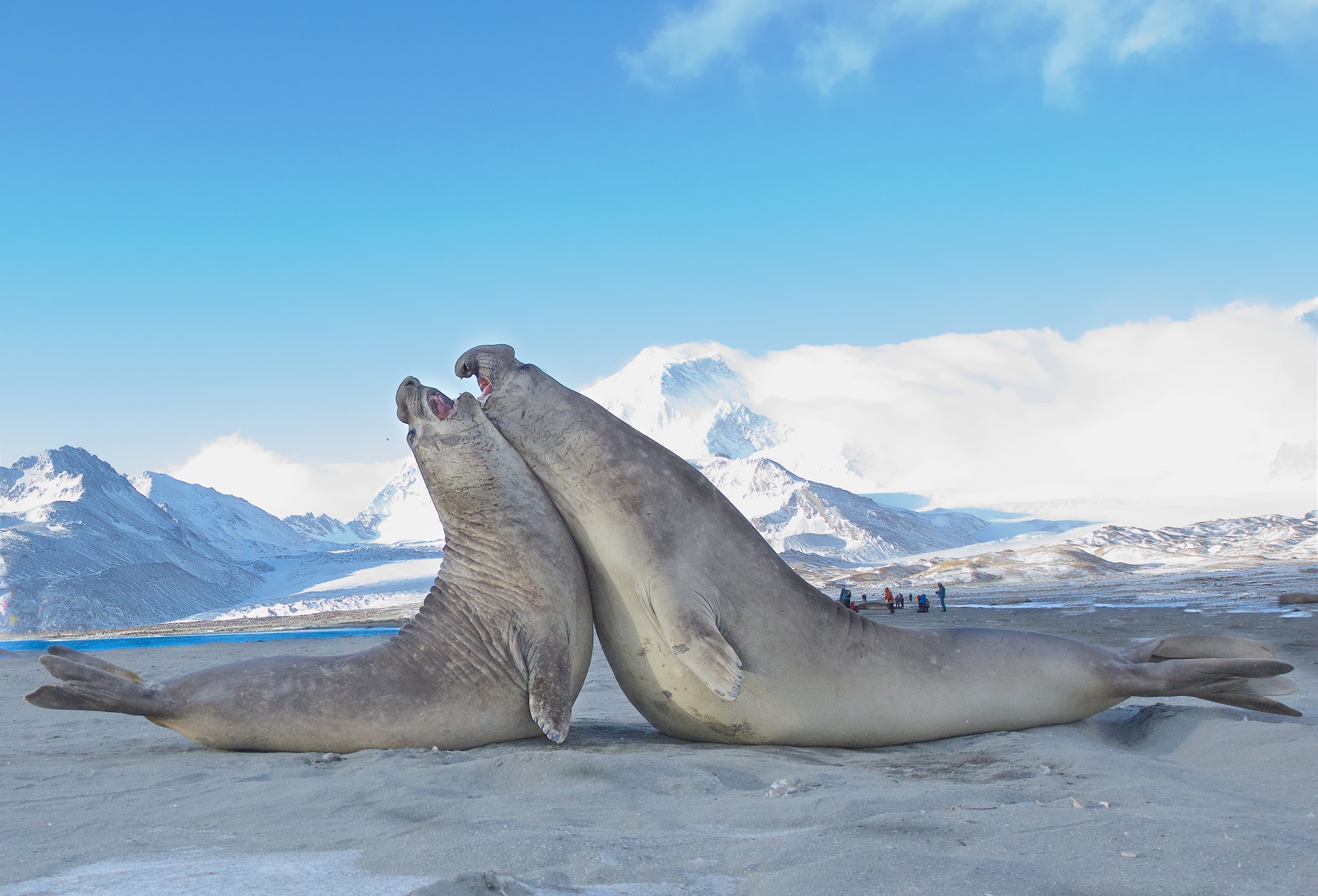 The Battle of the Elephant Seals