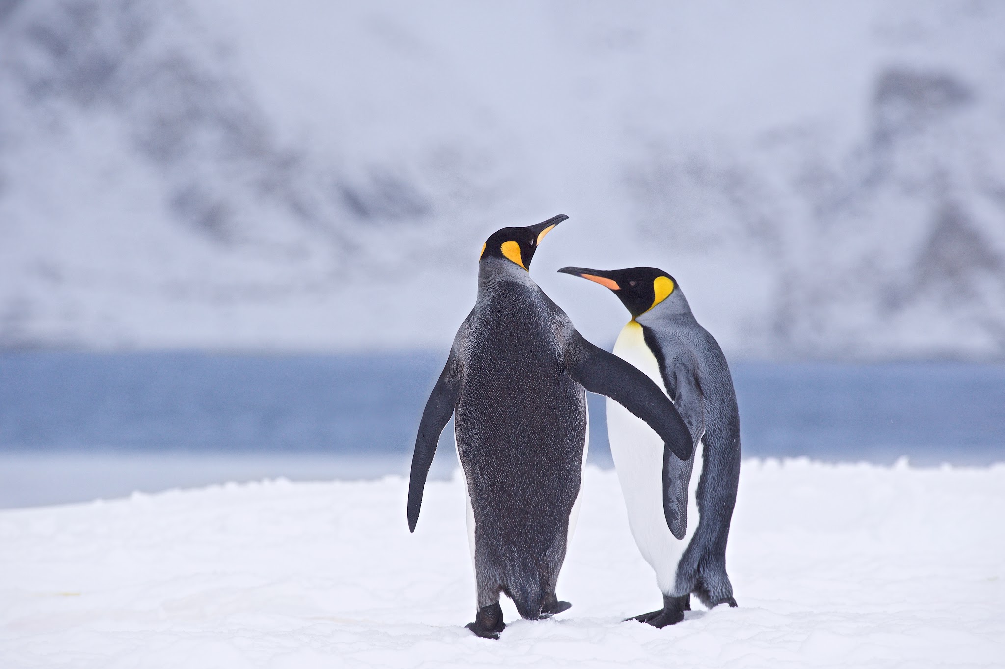 “Shall We Dance?”