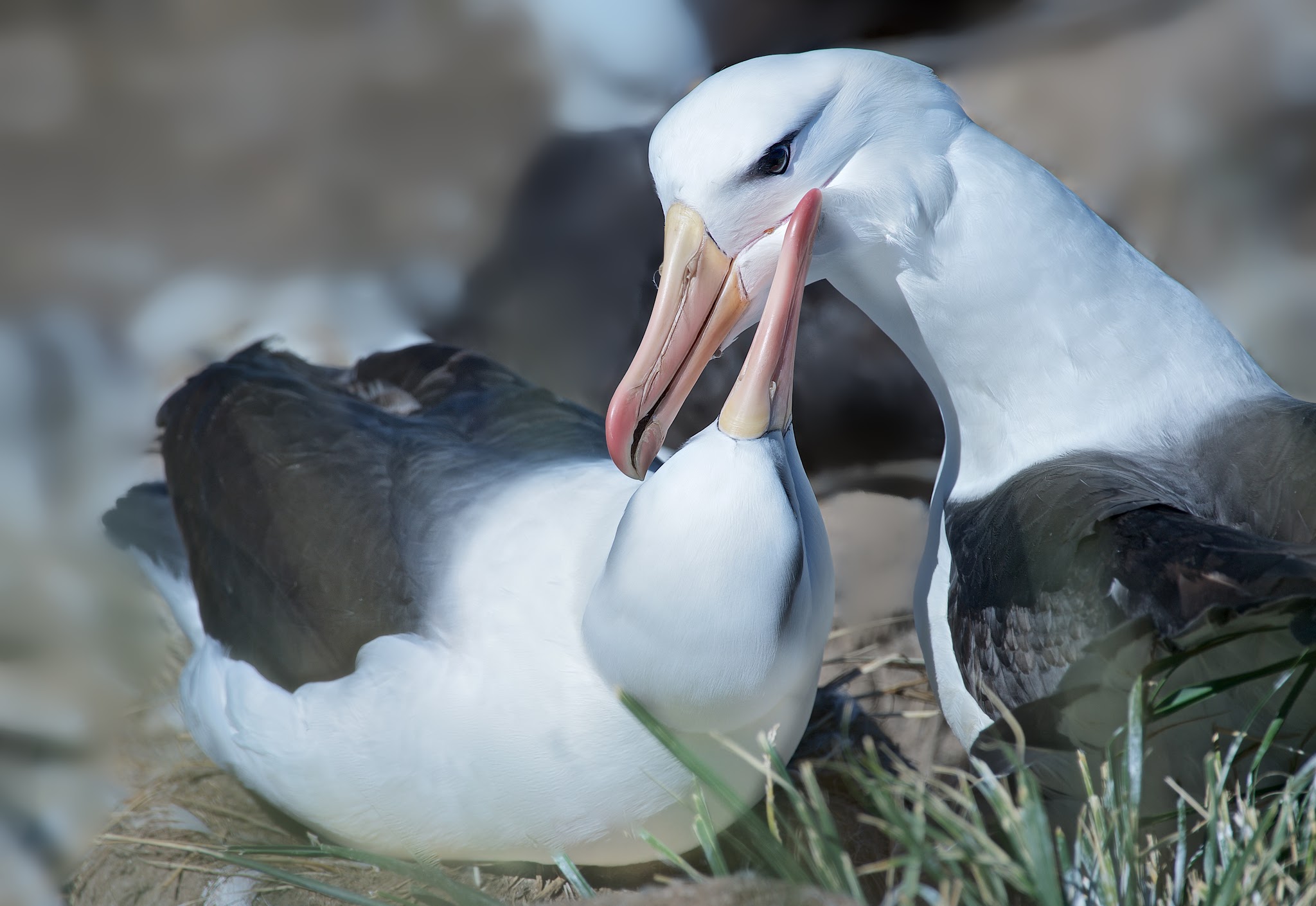 Albatross Love – Steeple Jason Island in the Falkland Islands