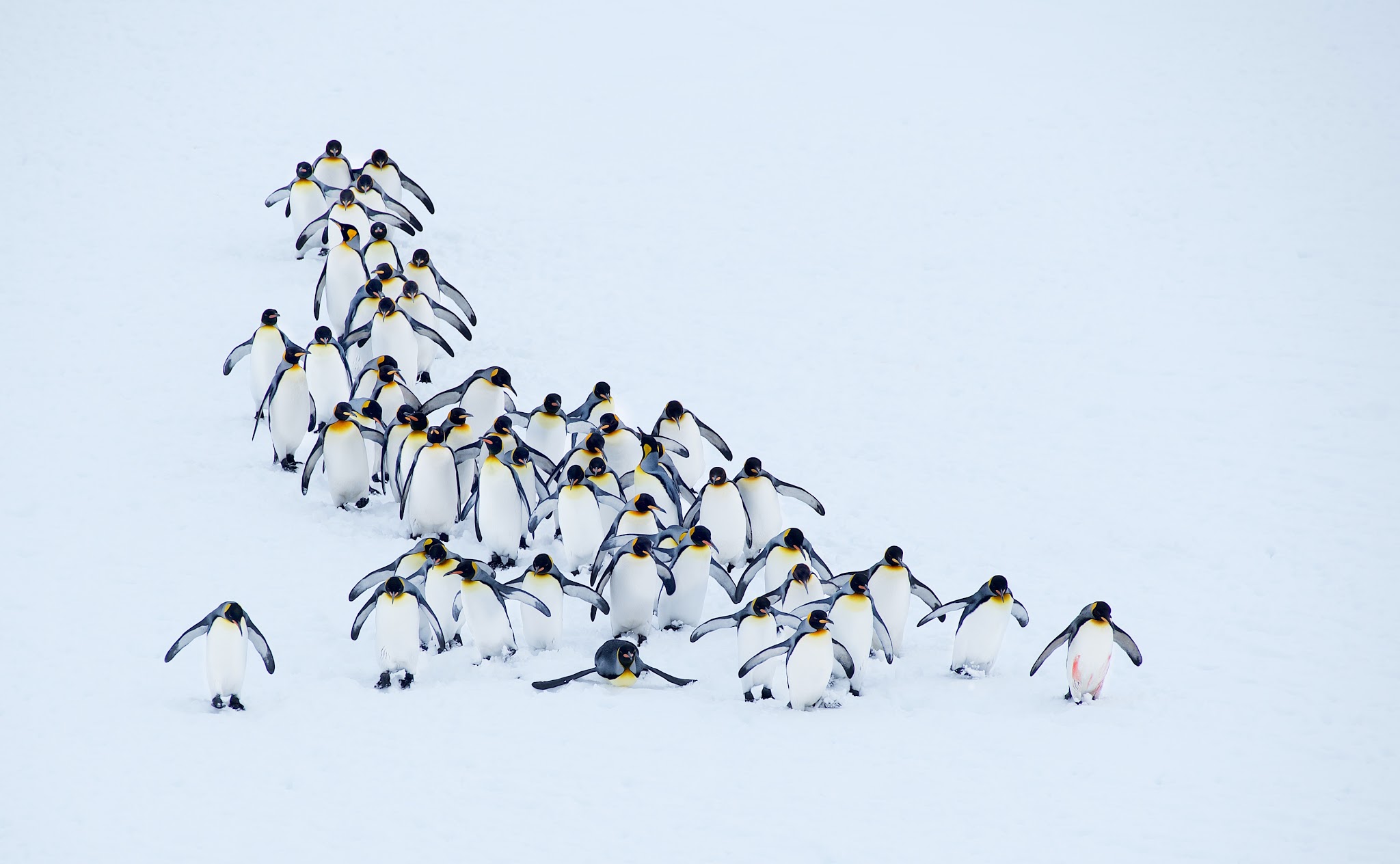 King Penguins on Right Whale Bay
