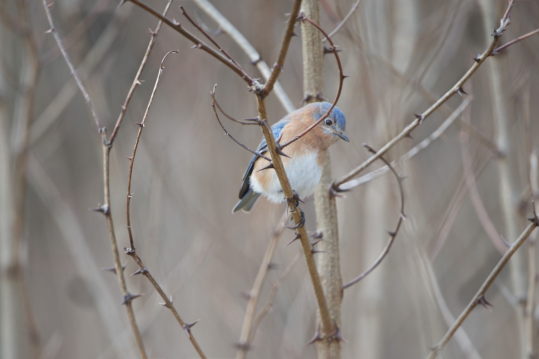 Bluebird in the Thorn Bush