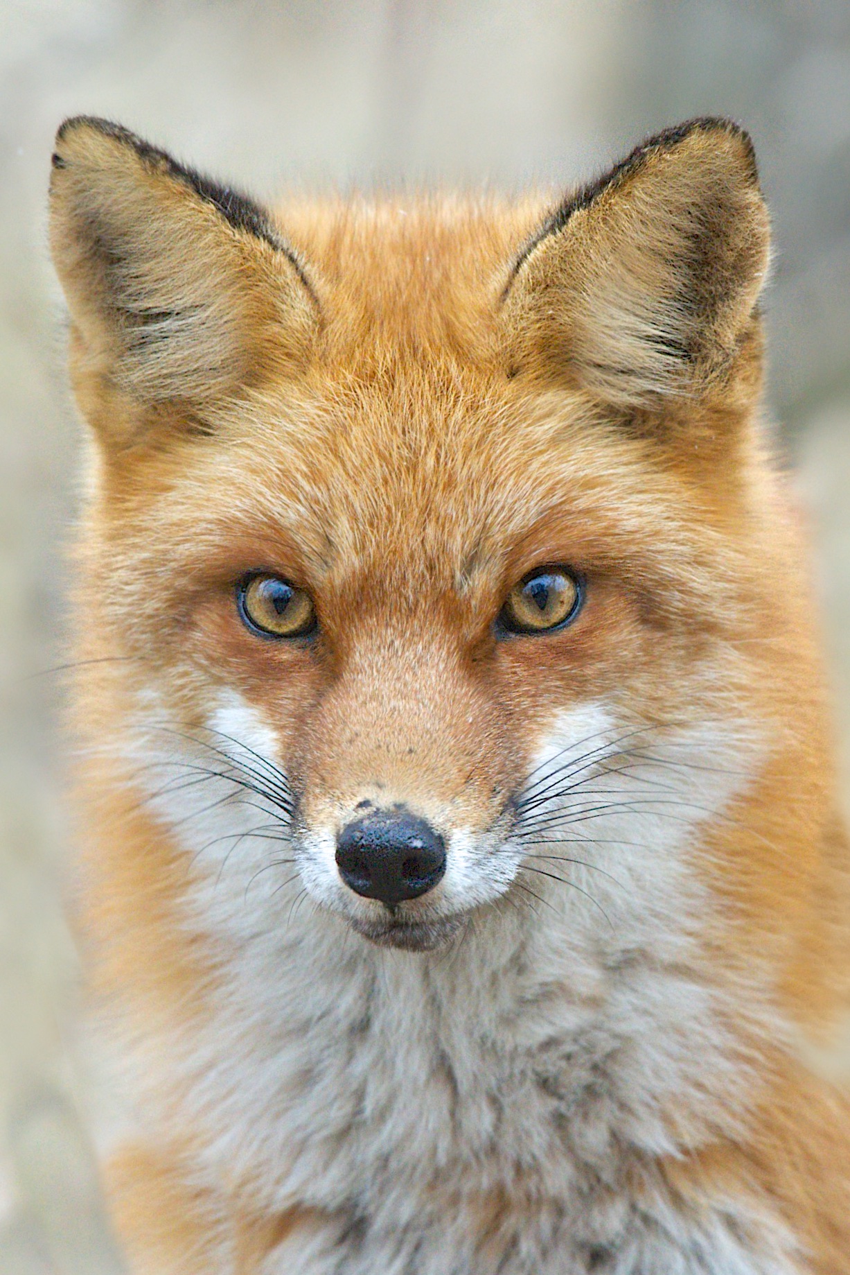 Little Fox in Valley Forge