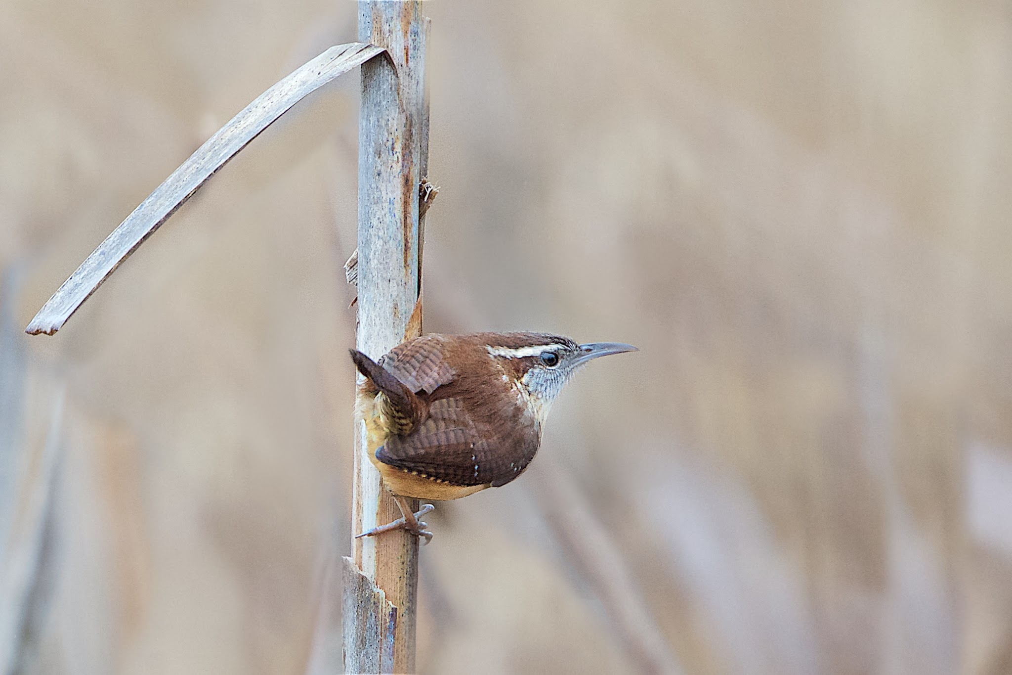 Carolina Wren in the Reeds