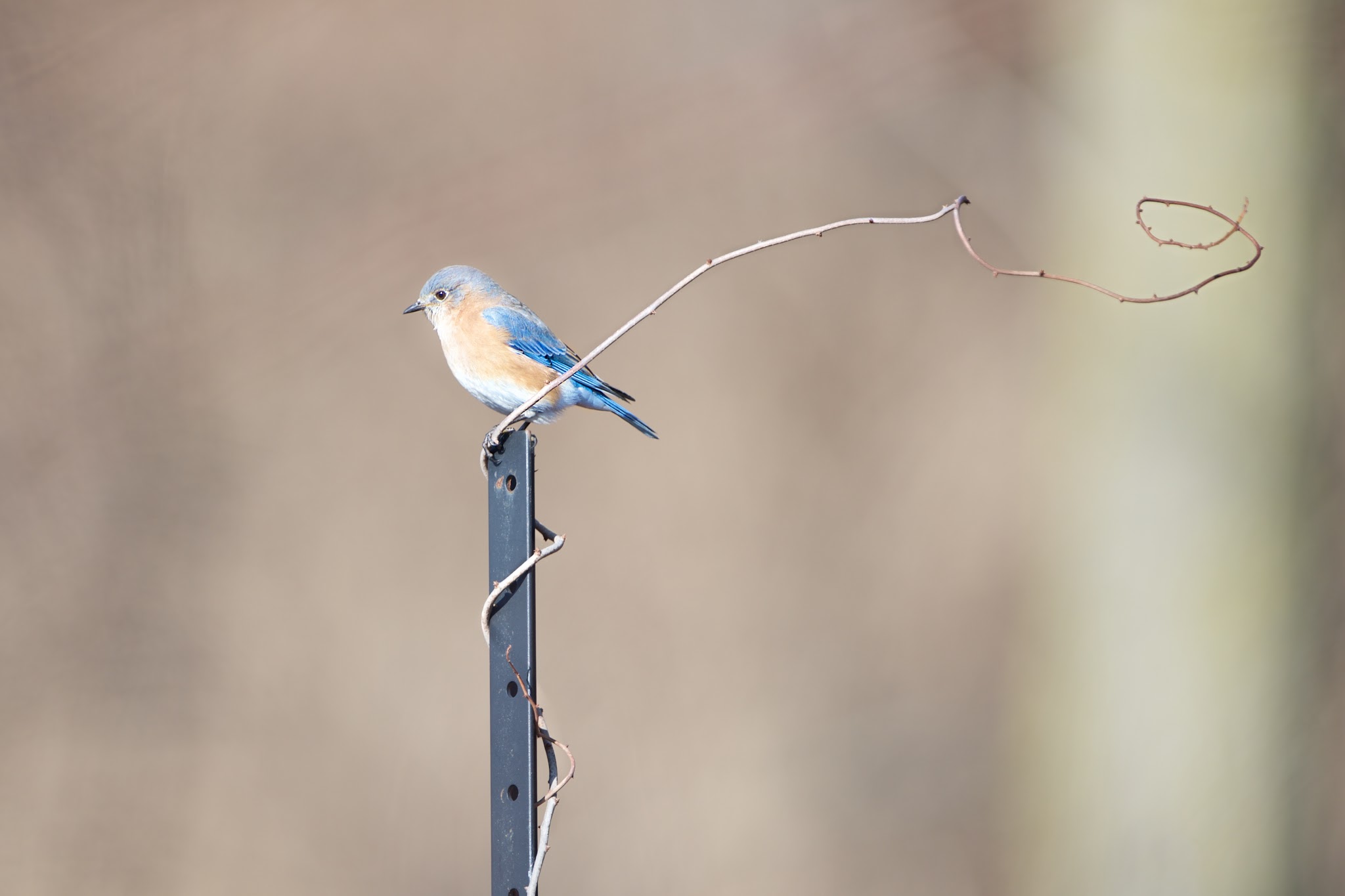 Bluebird and the Vine