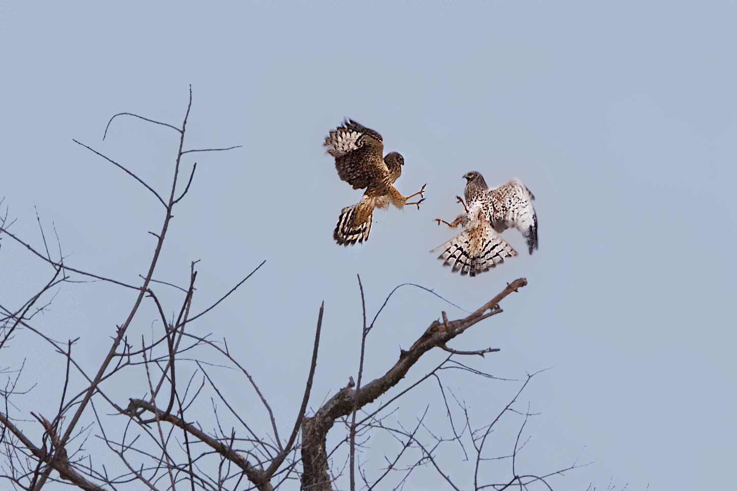Northern Harrier Hawks in Valley Forge at Dusk Today (Click Photo for Better View)