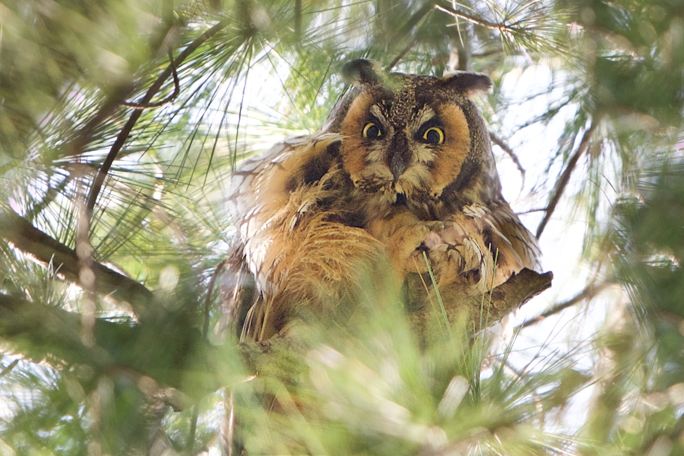 Long Eared Horned Owl in Valley Forge Today
