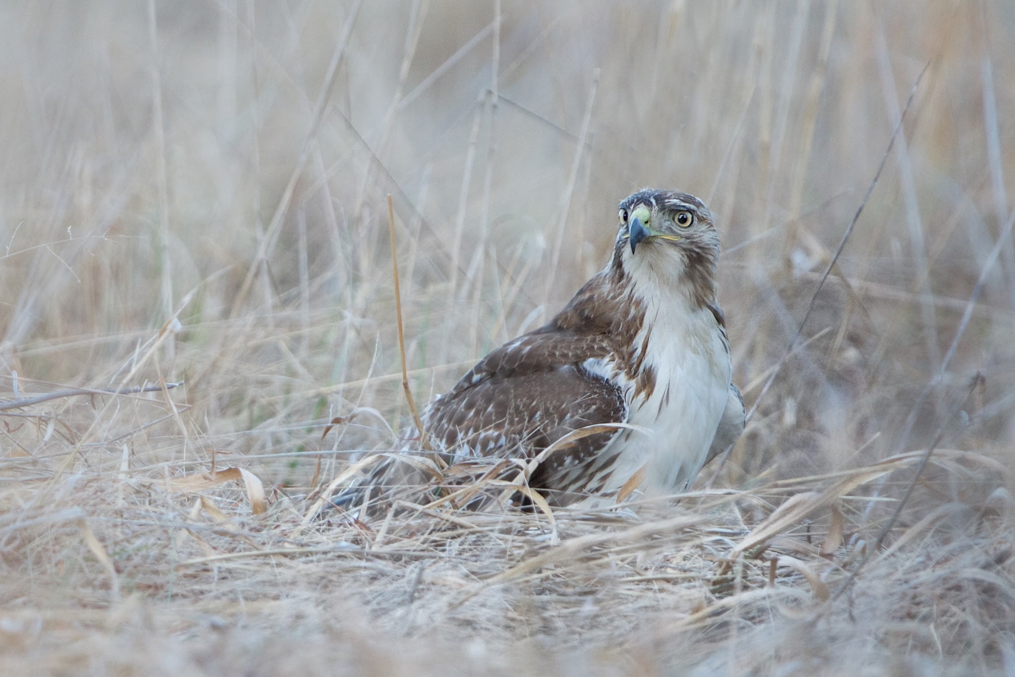 Hawk in the Grass in Valley Forge This Afternoon