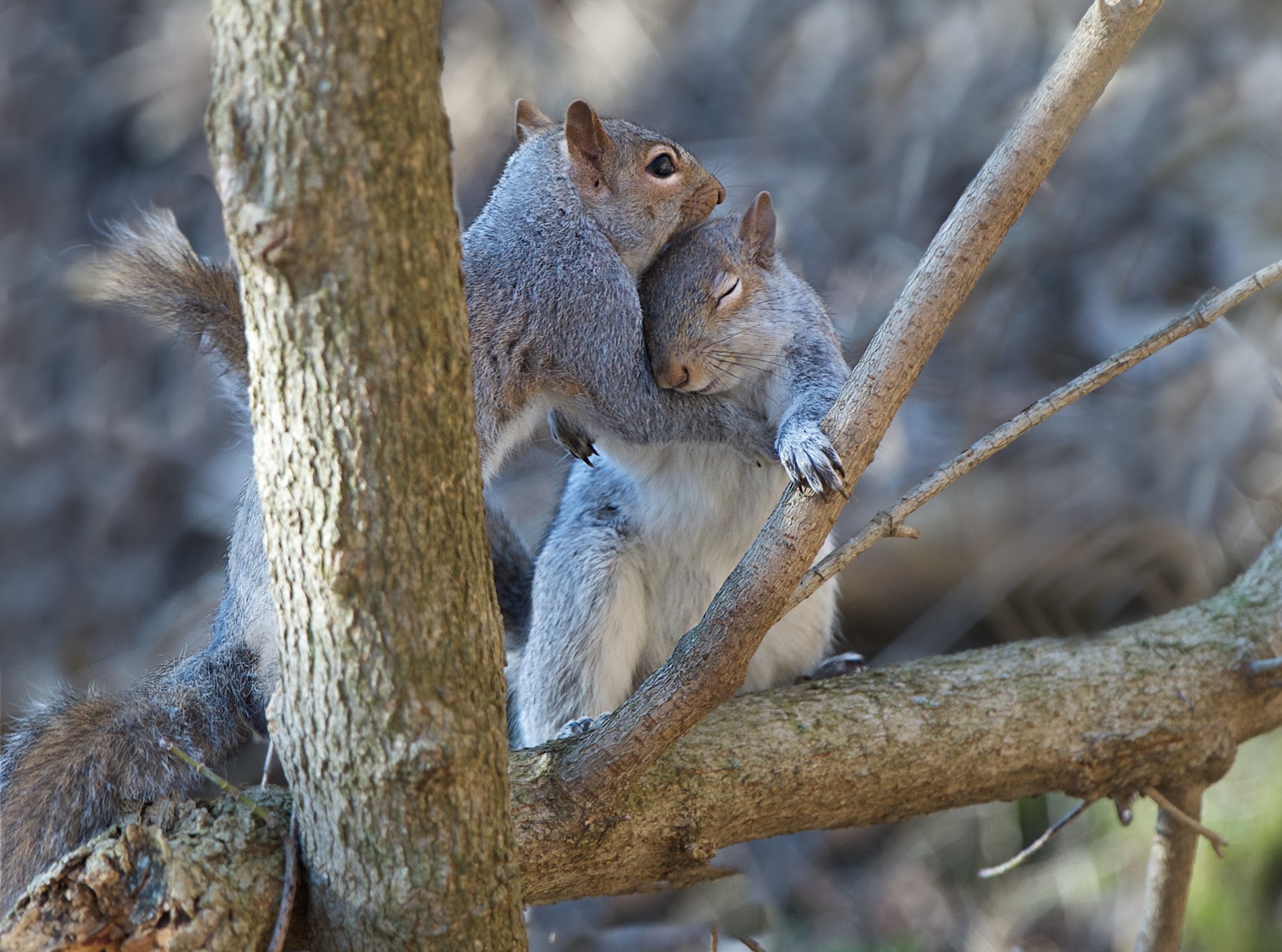 “There there…I know it was your favorite walnut, but we’ll find another.”