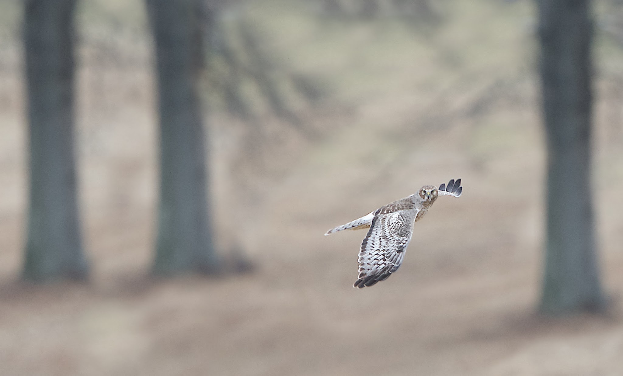 Northern Harrier Passing By in Valley Forge Today (Click Hawk for Eye Contact)