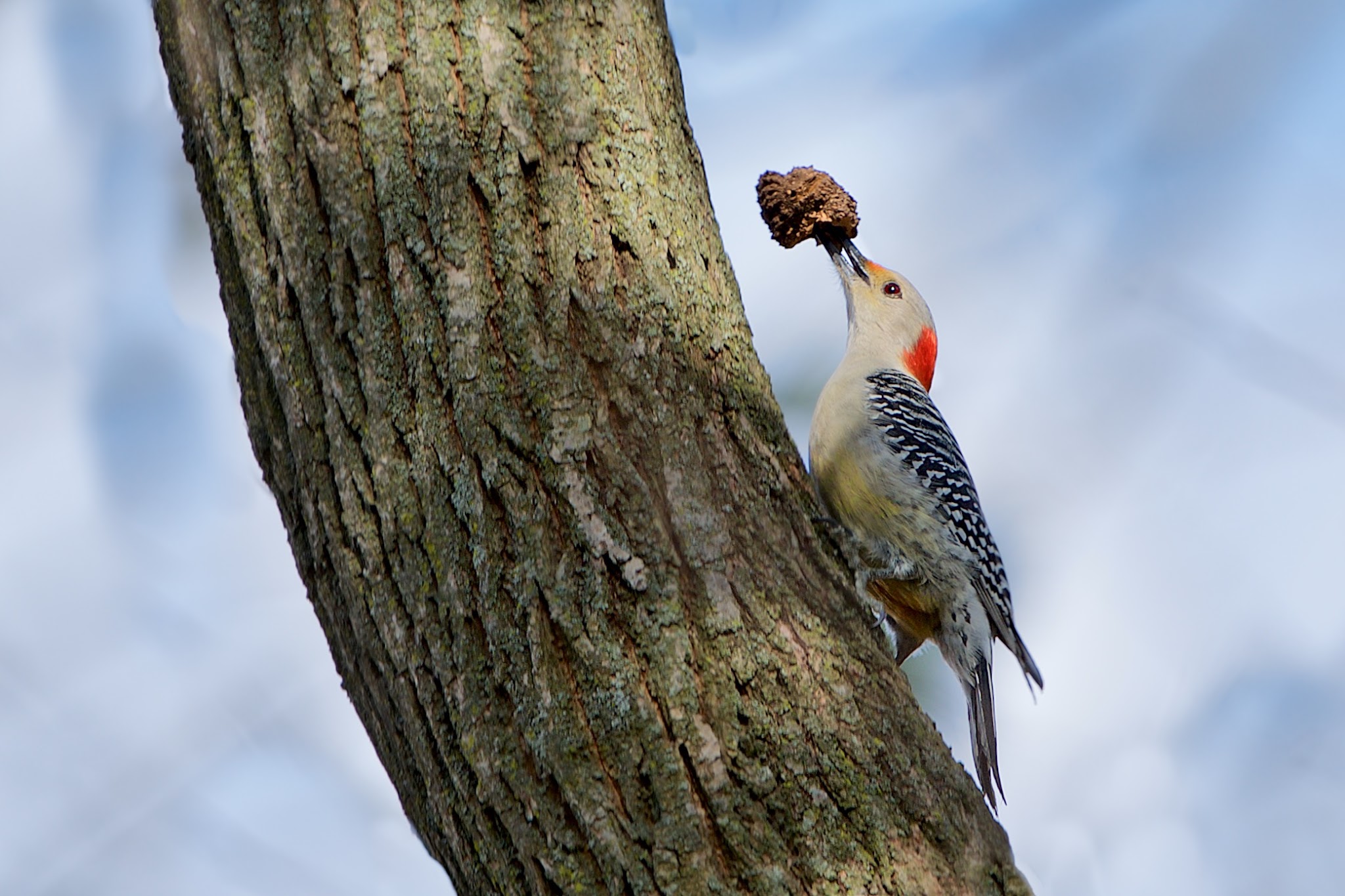 Bringing Home the Bacon