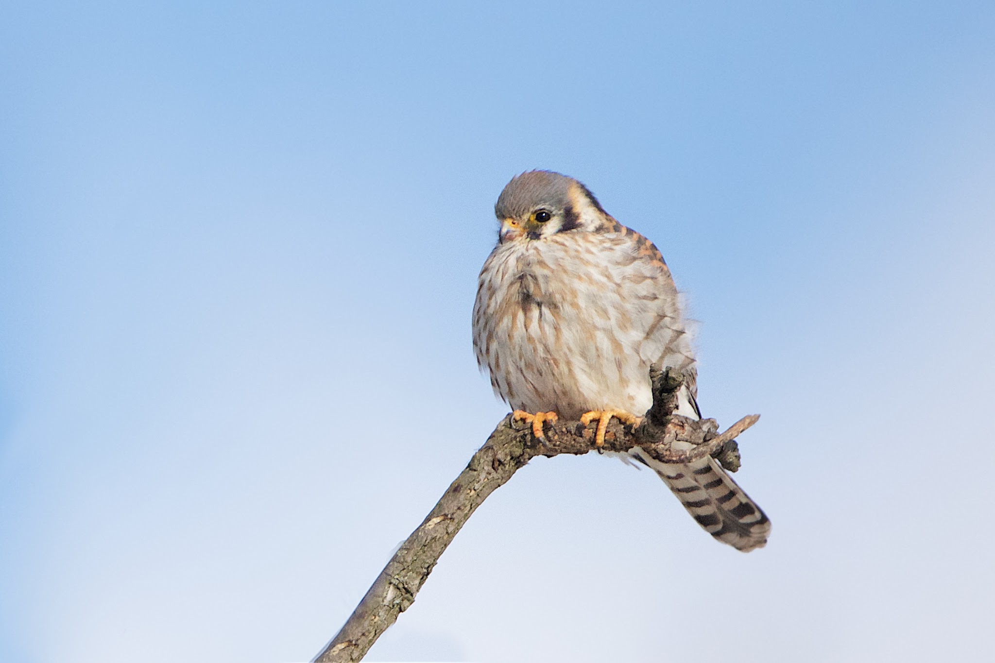 American Kestrel