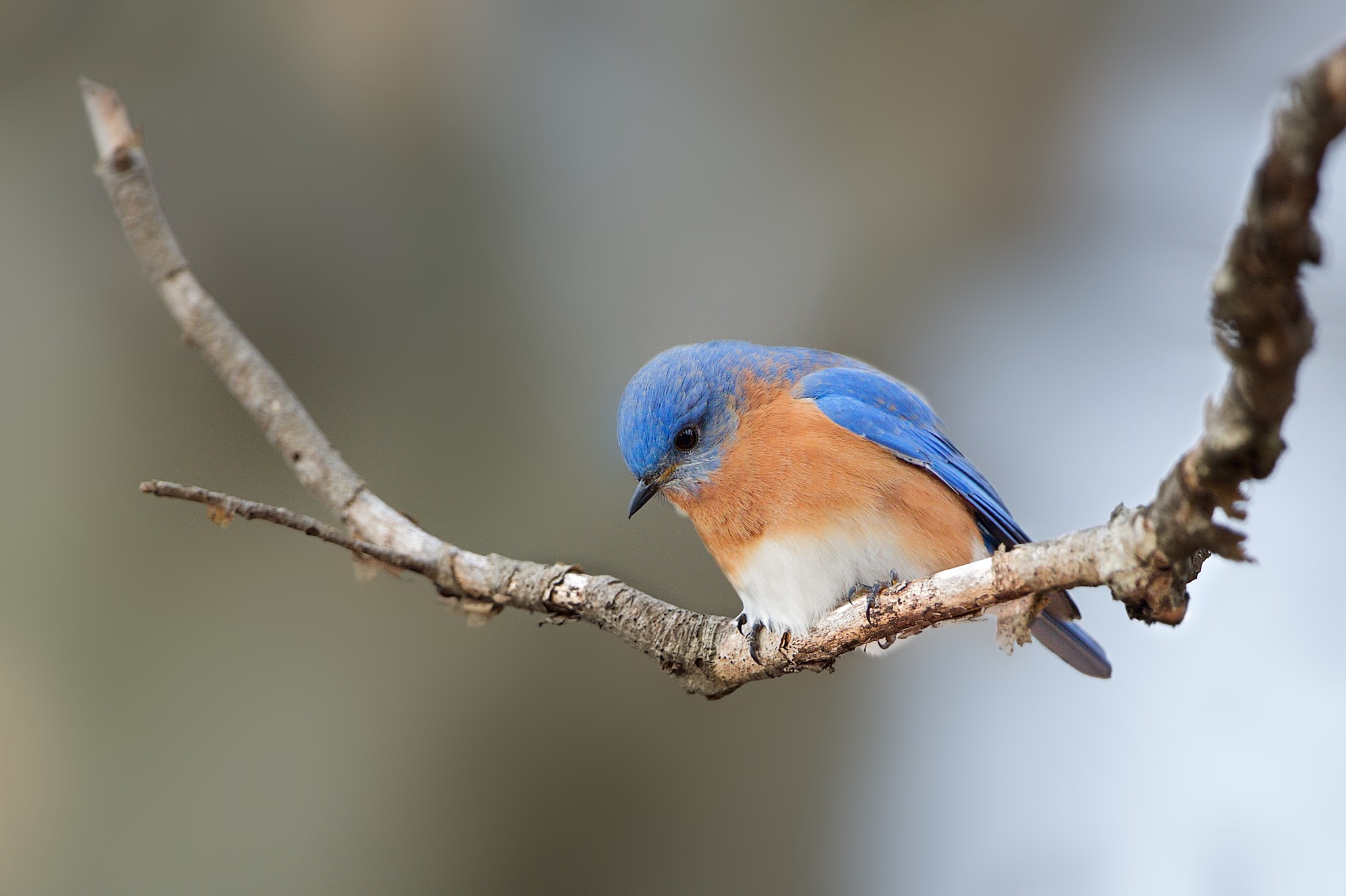 “Bluebird on a Trapeze” Wins Second Place and “I See You” is Finalist in January Betterphoto Contest