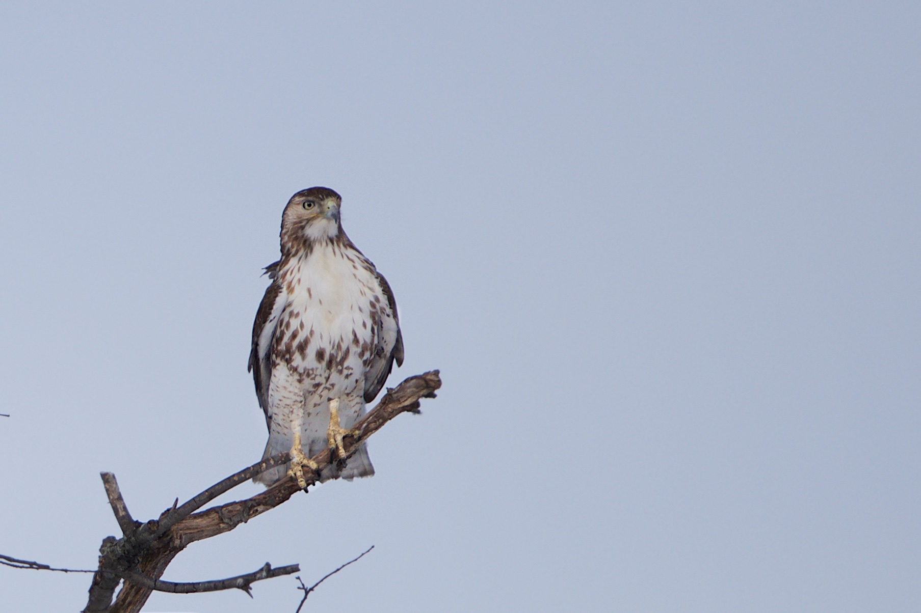 Red Tail Showing Off New Underwear (Click photos for better view)