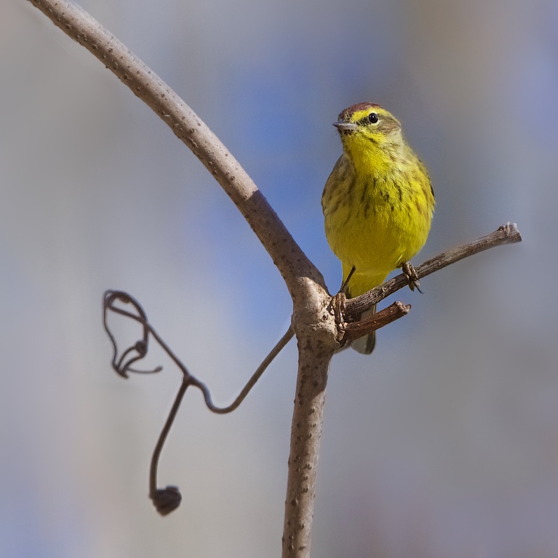 Palm Warbler Posing at Eastern College Pond last night (Click for the glint in his eye!)