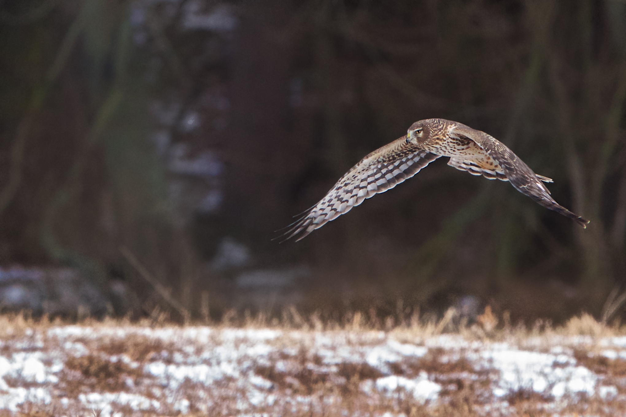 Ken and Yumiko and More Lessons in Life