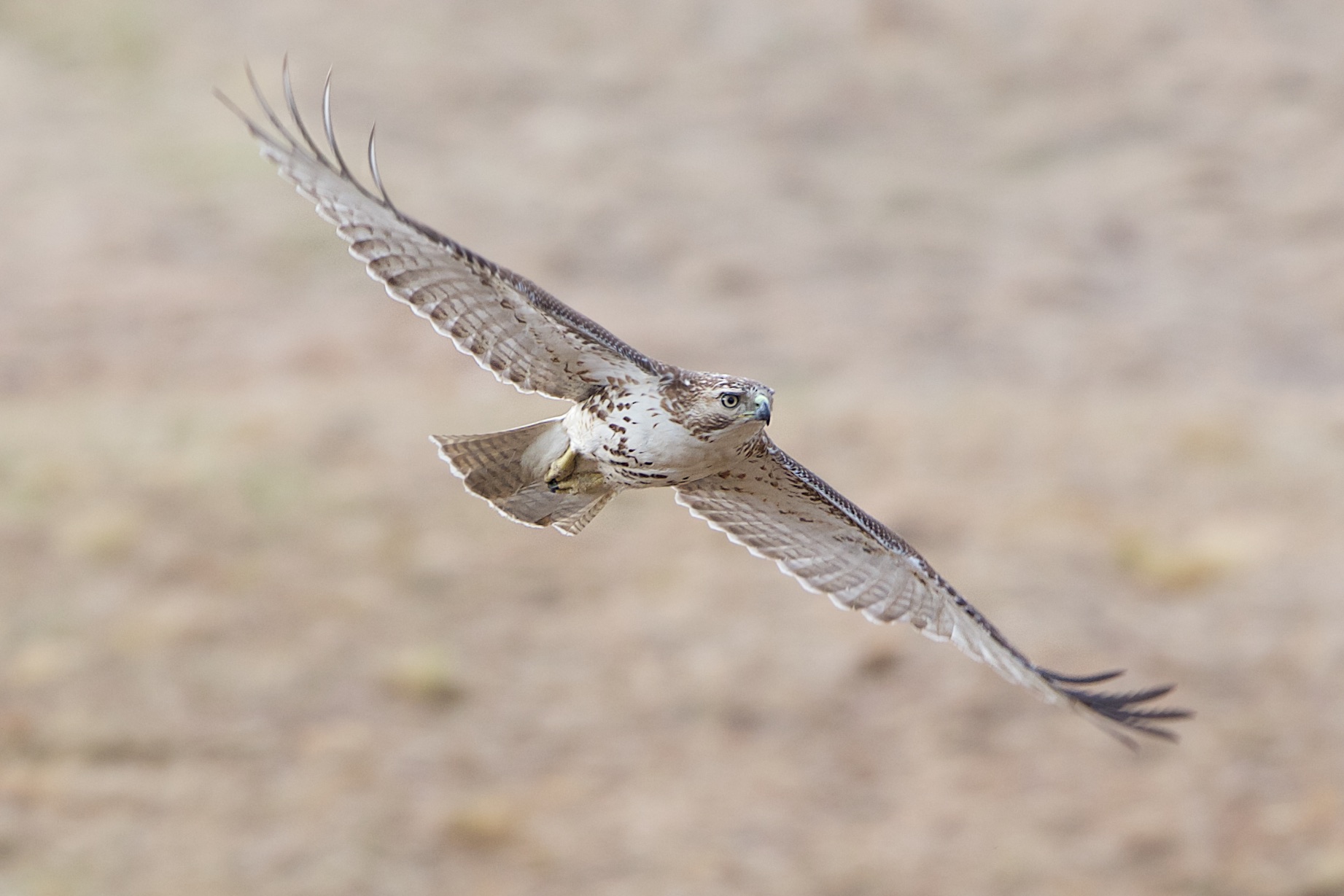 Today’s Catch – The Red Tail with a Meadow Lark