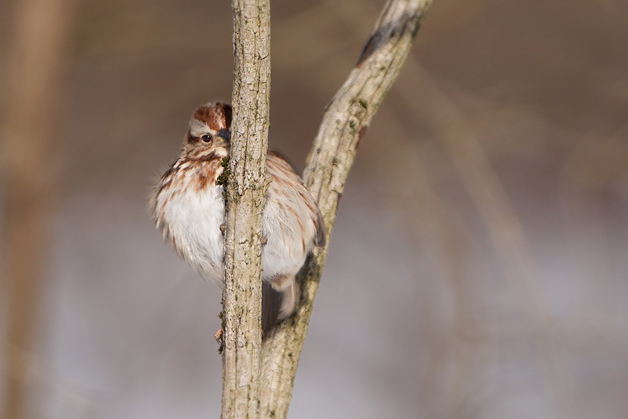 Shy Song Sparrow (Click photo for better view)