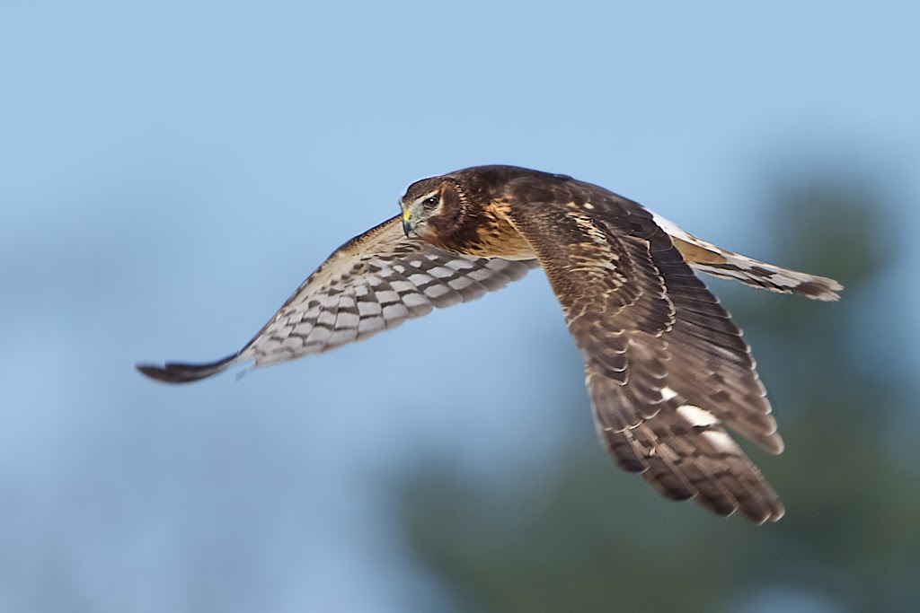Valley Forge First Day of Spring
