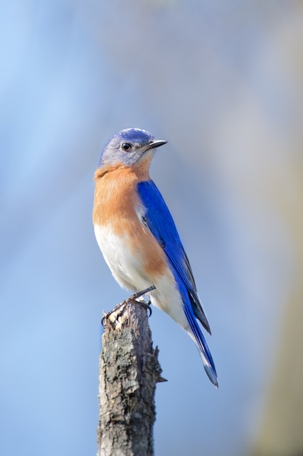 Curious Bluebird in Valley Forge