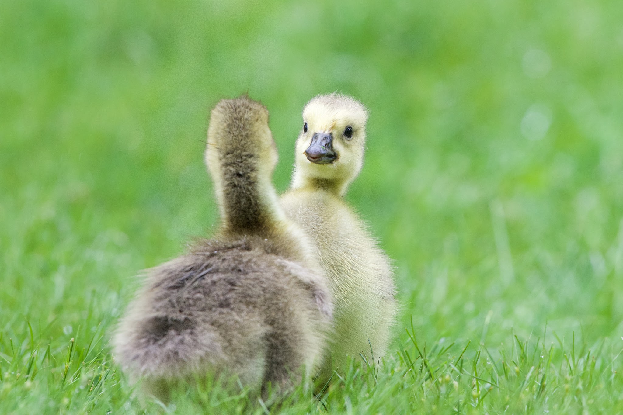 Photo Shoot in the Rain with the Dazzling Goslings