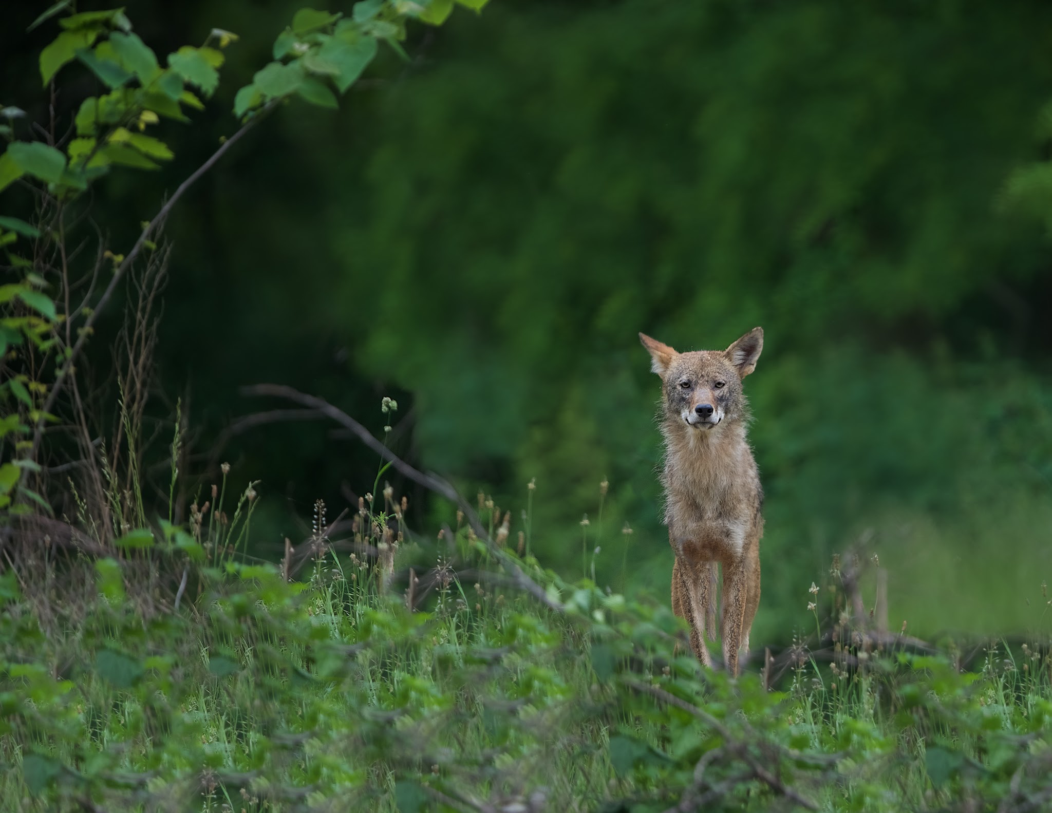 Momma Coyote – But not the Pups
