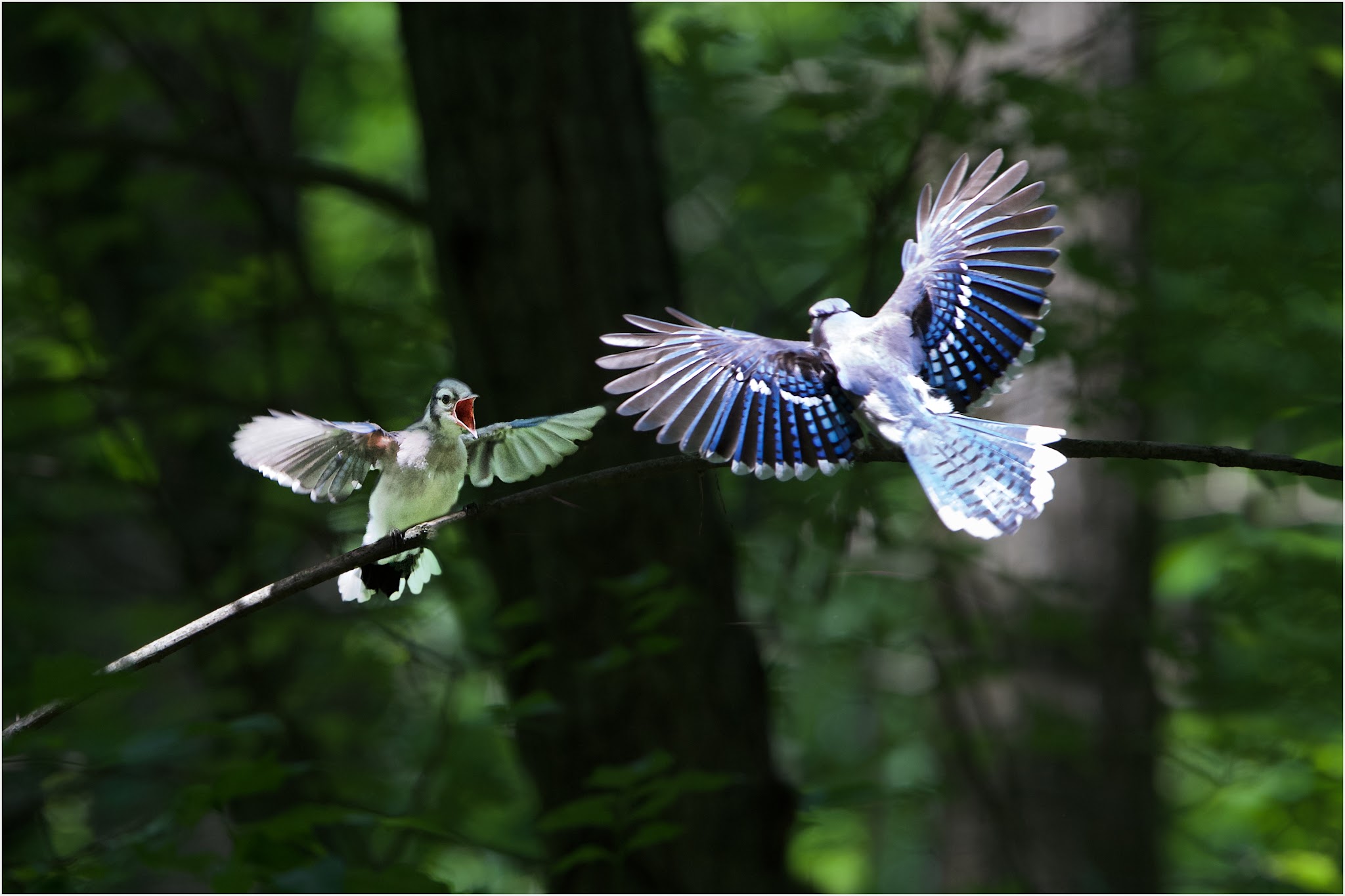 Blue Jay Mom and Babe Having Lunch Delivered