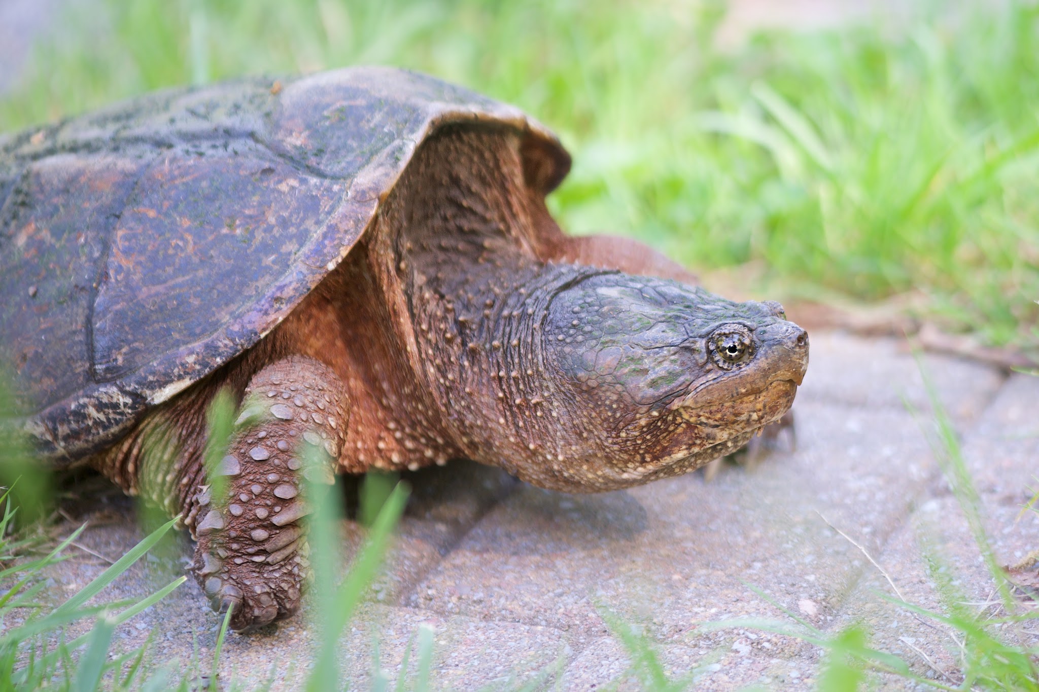 Snapping Turtle Stops Traffic