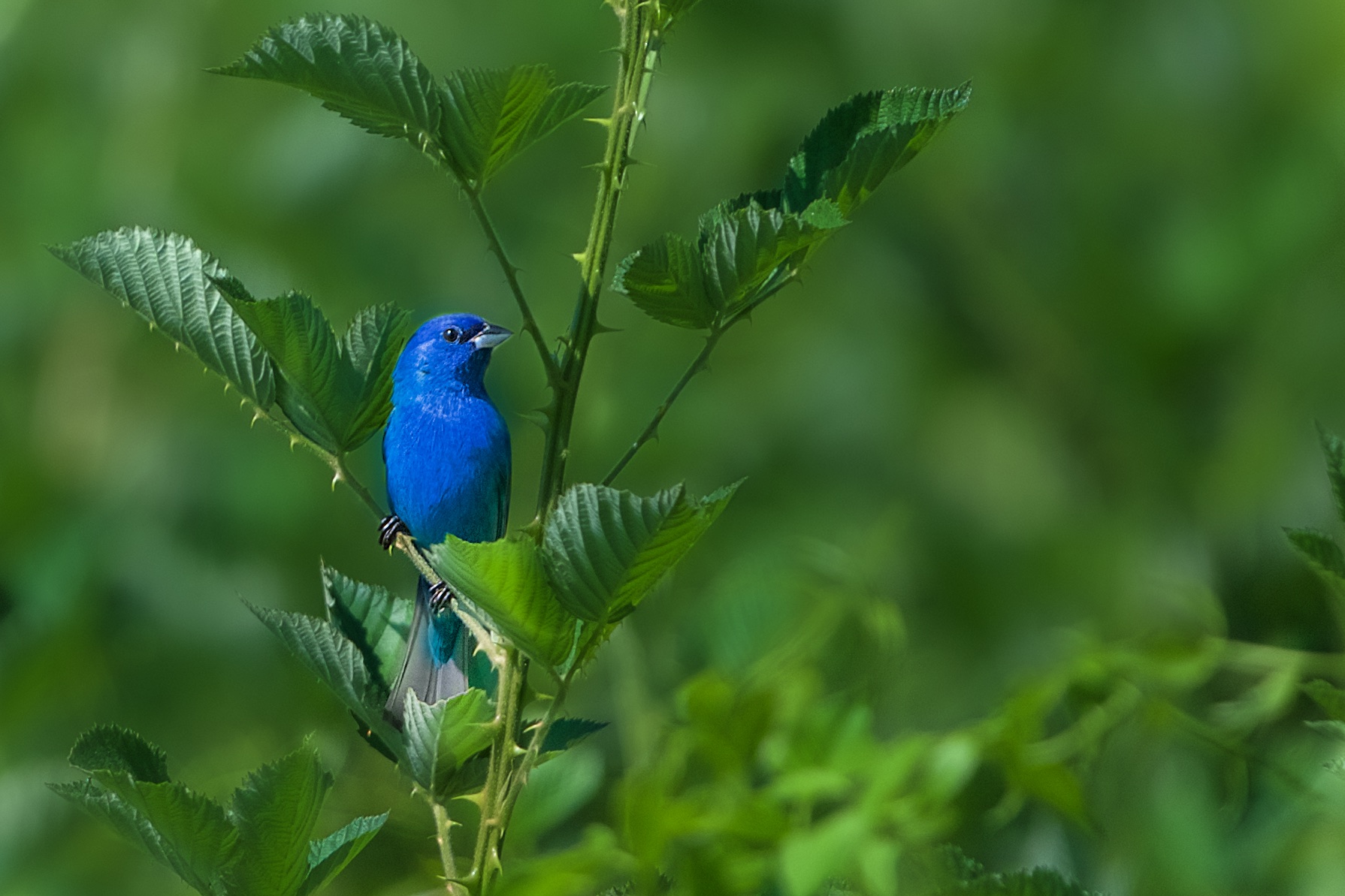 The Indigo Bunting in Valley Forge Yesterday