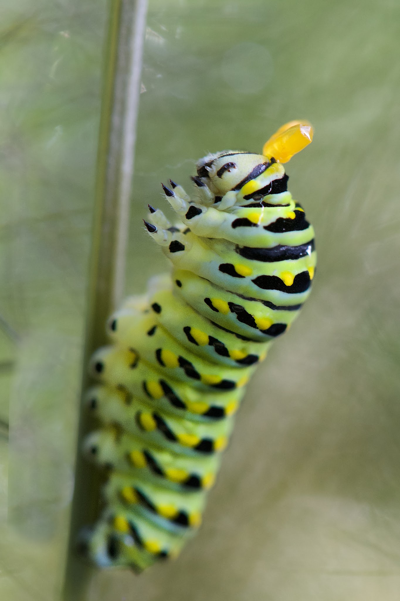 The Black Swallowtail Caterpillar with Ostemerium