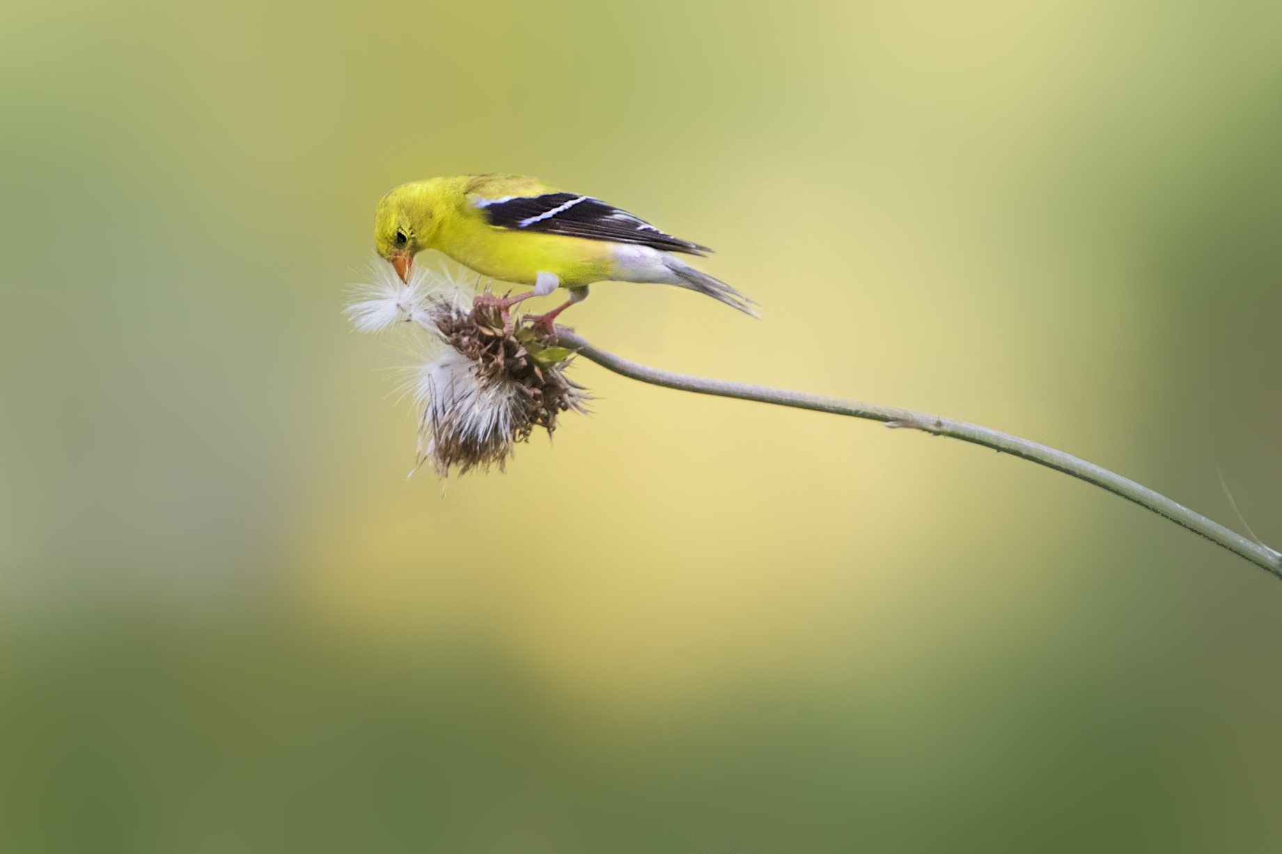 The Goldfinch Today in Valley Forge