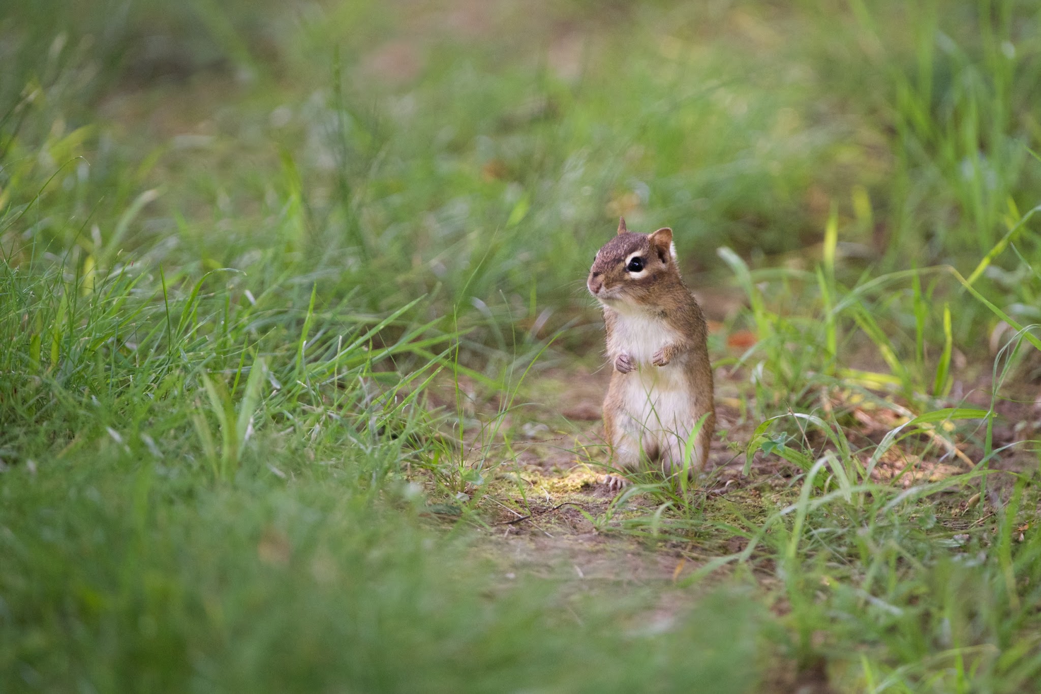 Chipmunk in Mid Air