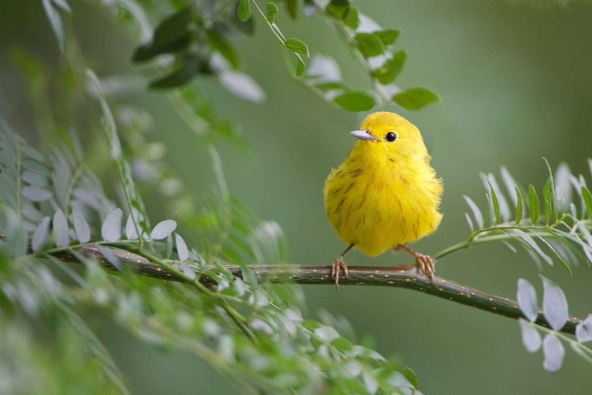 One Beautiful Little Yellow Warbler