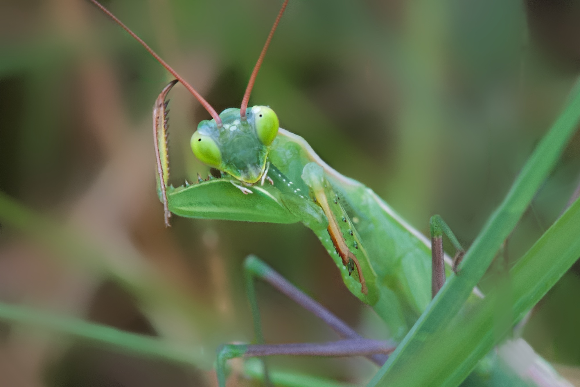 Love My New Antennae