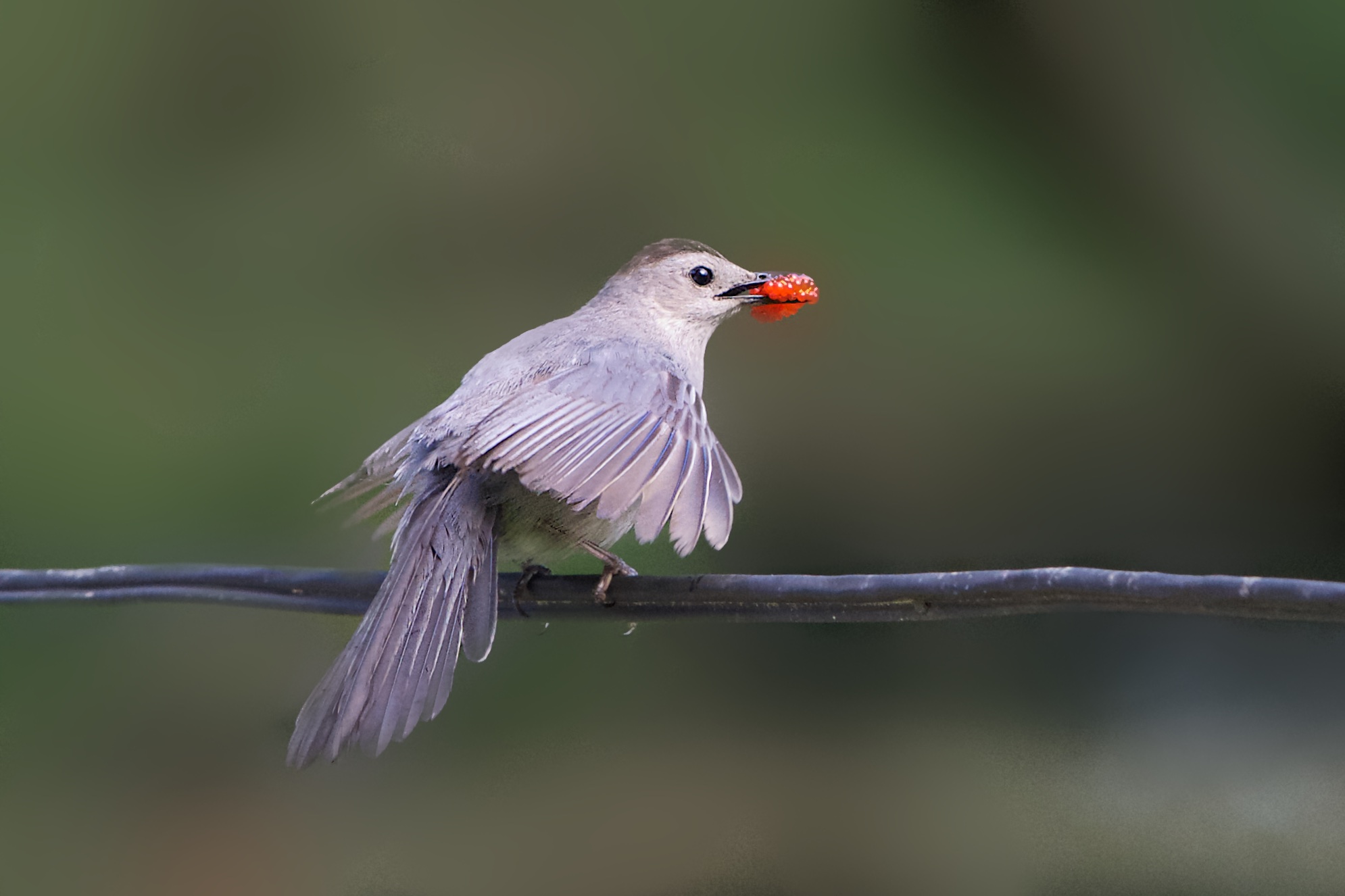 Momma Catbird with Wild Raspberry