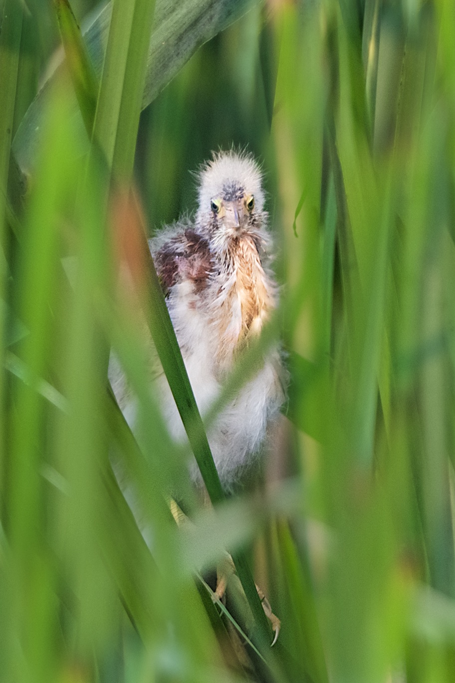 The Least Bitterns at John Heinz