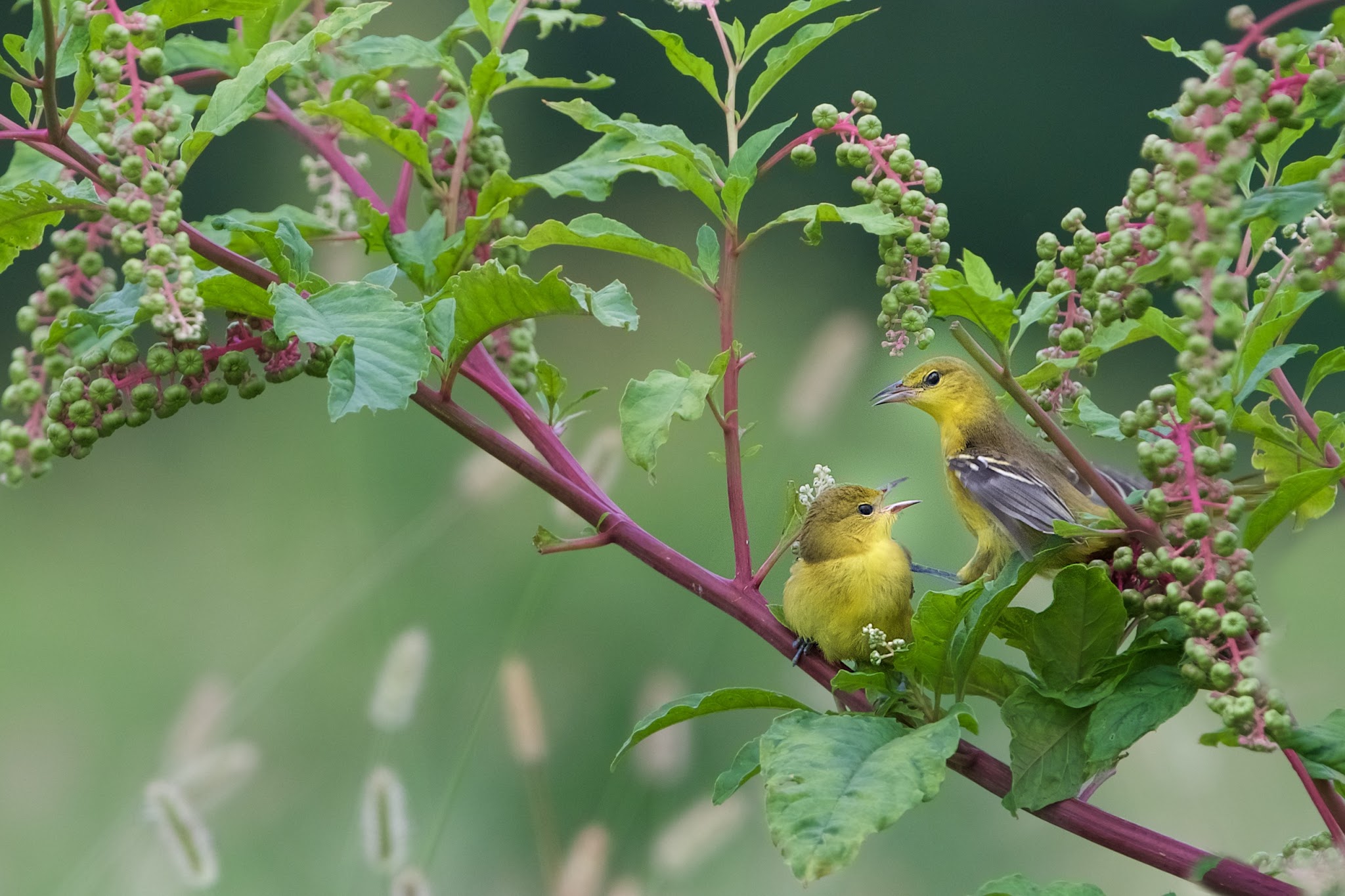 The Orchard Orioles in the Poke Weed